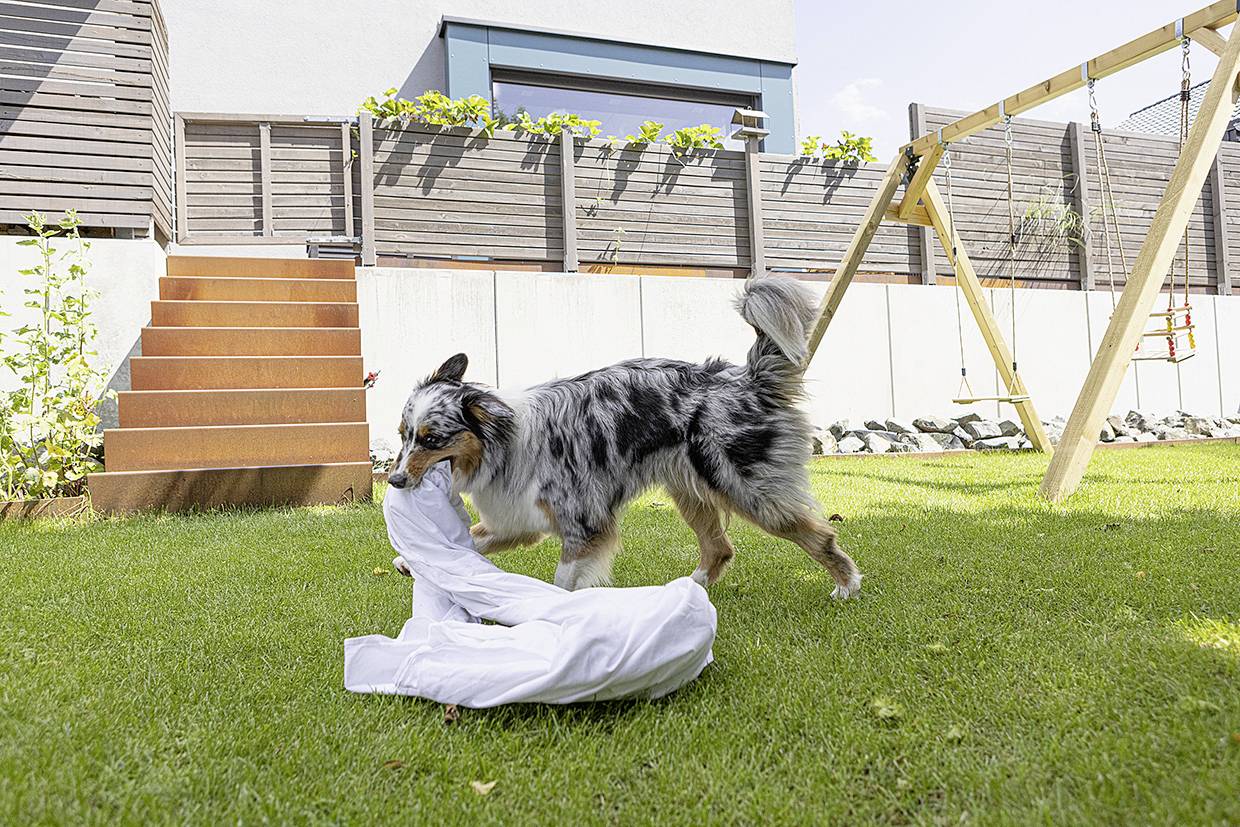 Ein Hund spielt im Garten und trägt ein weißes Kleidungsstück im Maul. Im Hintergrund sind eine Schaukel und Treppenstufen zu sehen.