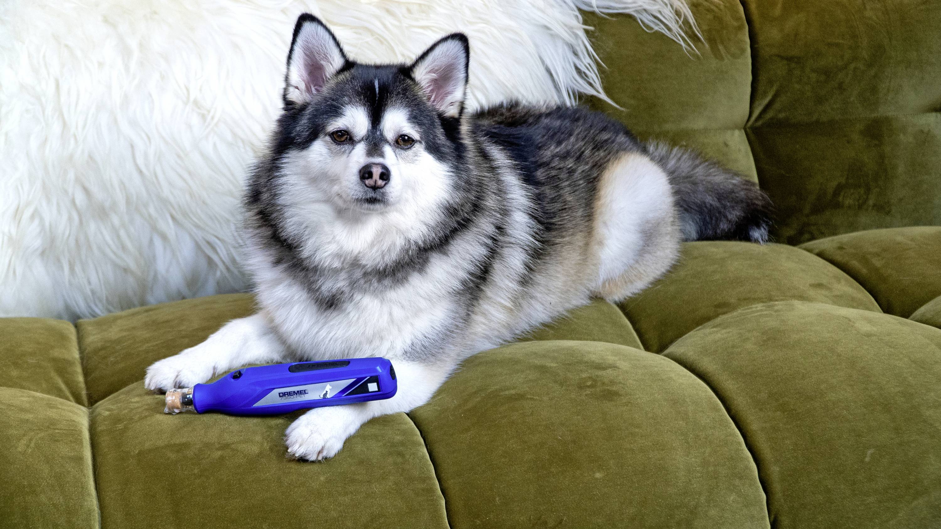 Dremel 7350-PET Tierkrallenpflege 1 St.