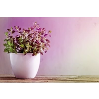 Paulmann LED-Pflanzenlampe Wachstum 230V E27 6.5W Bernstein 1St. Paulmann LED-Pflanzenlampe Wachstum 230V E27 6.5W Bernstein 1St.