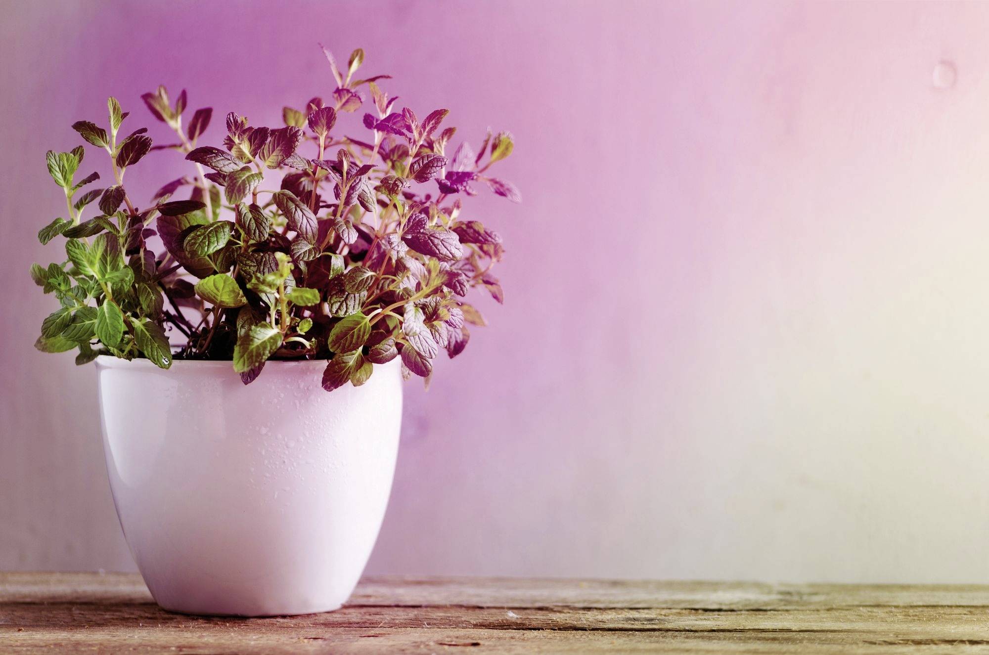 Paulmann LED-Pflanzenlampe Wachstum 230V E27 6.5W Bernstein 1St.