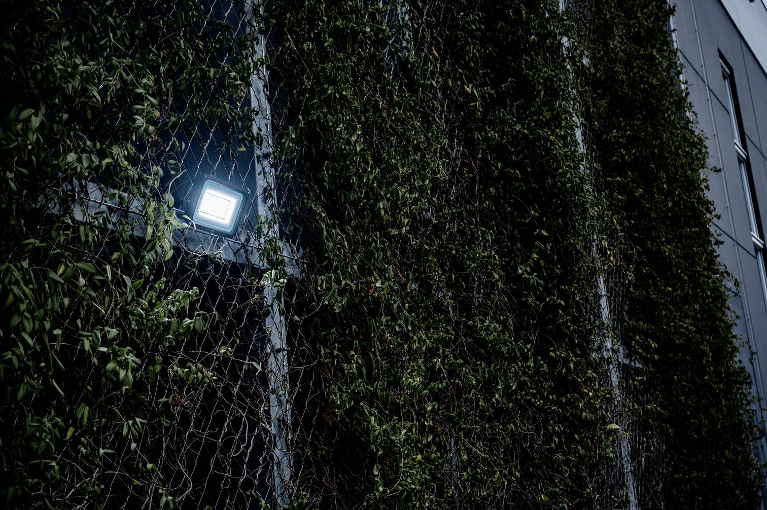 Eine Wand mit dichtem grünen Bewuchs, beleuchtet von einem einzelnen Scheinwerfer, welcher den Pflanzenwuchs hervorhebt.