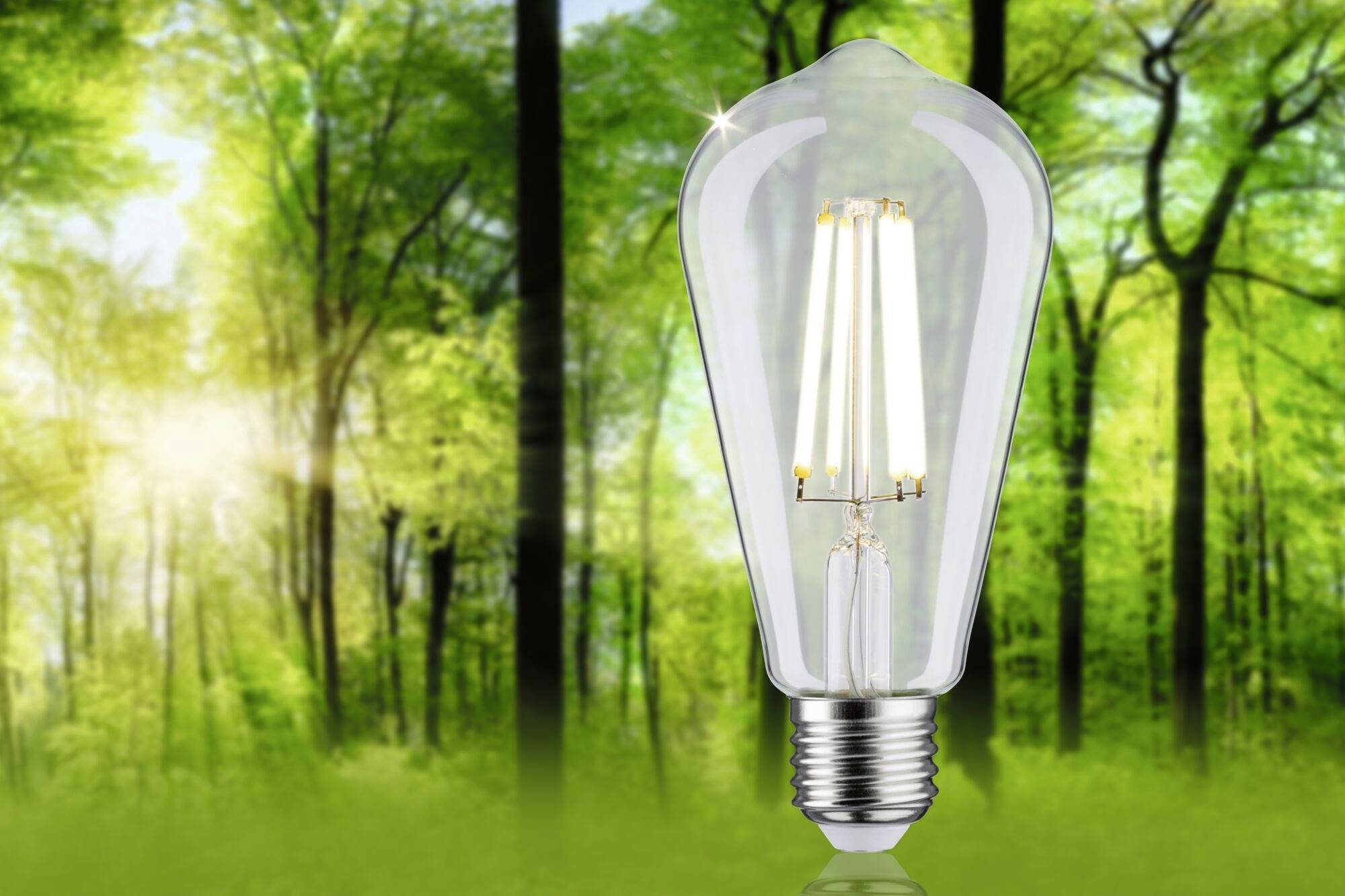 Eine Glühbirne steht vor einem Hintergrund aus einem sonnigen Wald, was die Verbindung zwischen Energie und natürlicher Umgebung symbolisiert.