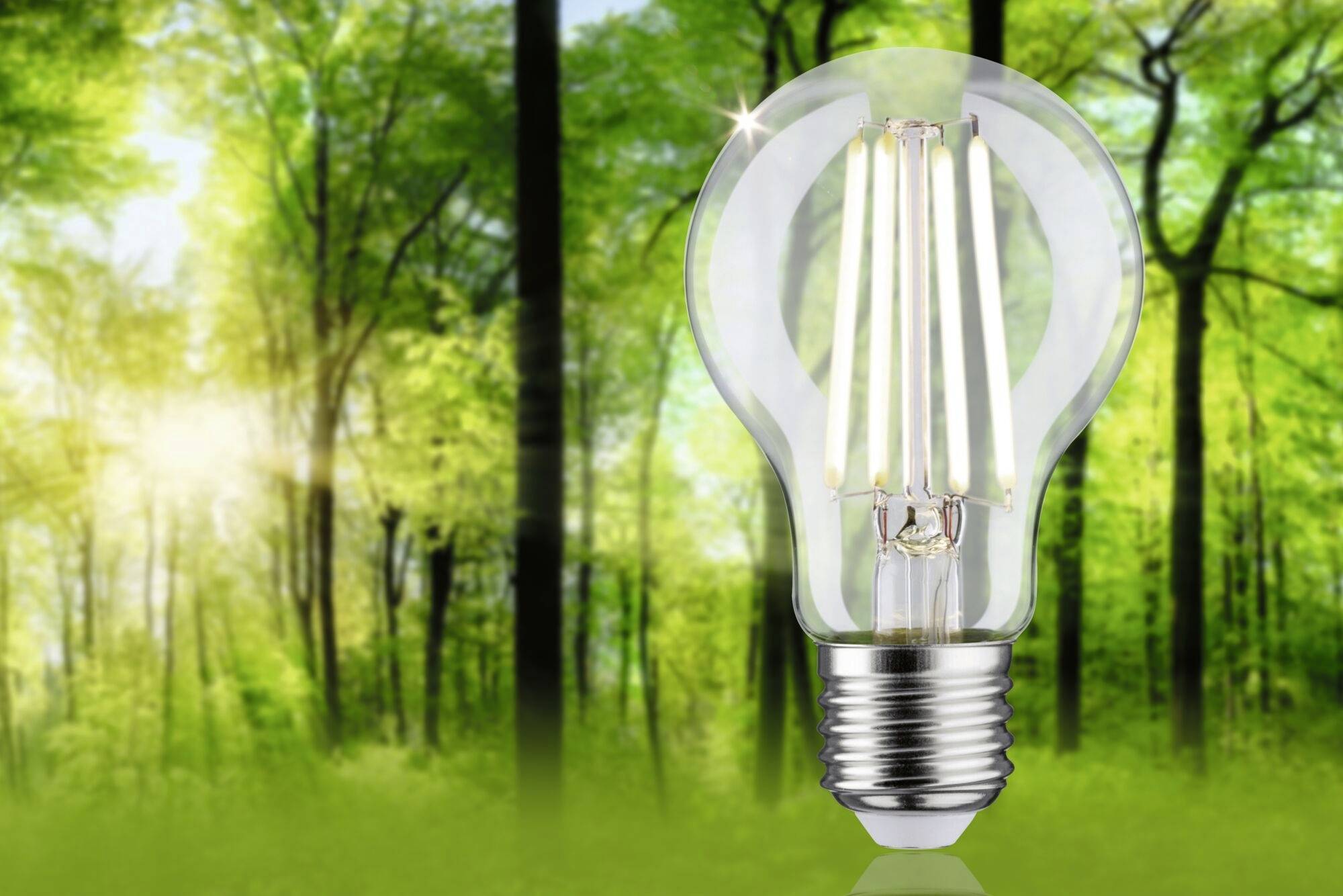 Eine Glühbirne steht im Vordergrund eines Waldes, symbolisiert nachhaltige Energie. Lichtstrahlen durchdringen das Laubwerk.