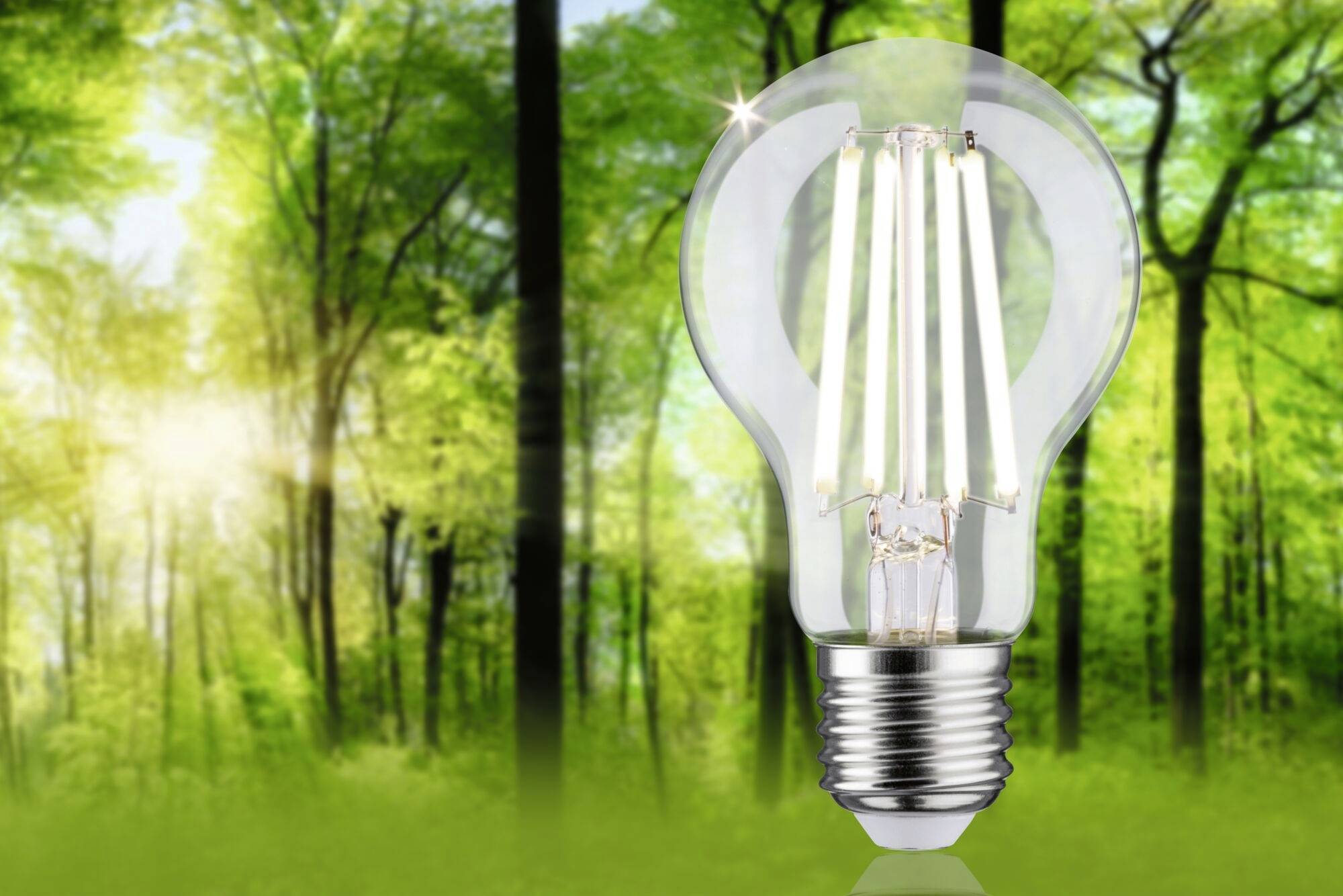 Eine Glühbirne schwebt vor einem verschwommenen Waldhintergrund, symbolisiert nachhaltig Energie in natürlichen Umgebungen.