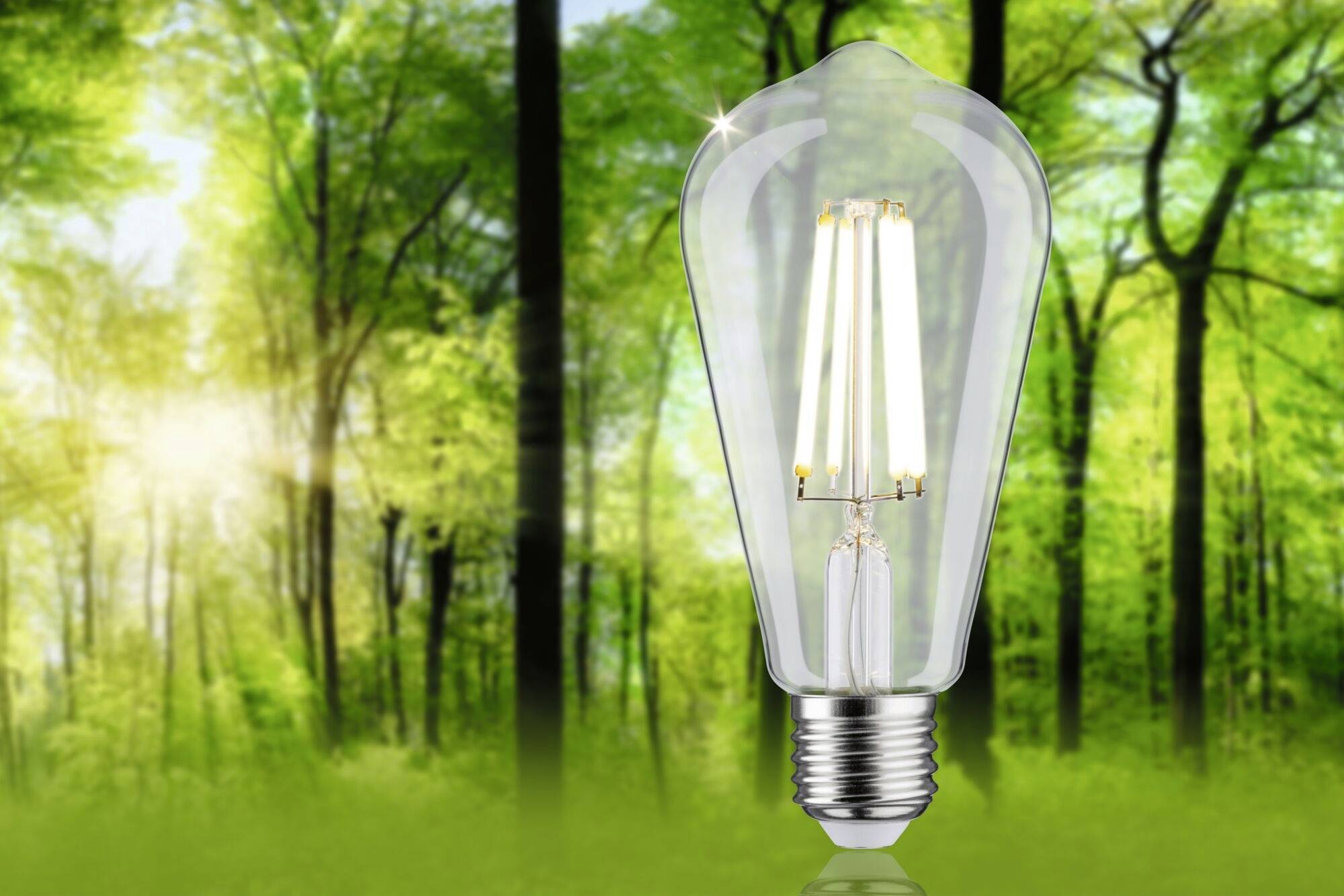 Glühbirne vor einem grünen Waldhintergrund, symbolisiert nachhaltige Energie und Umweltschutz.