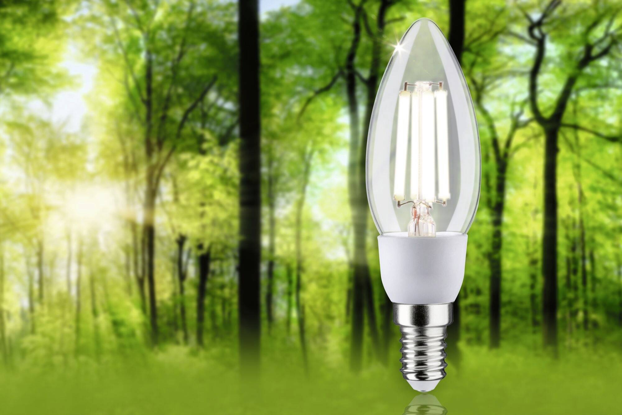 Eine LED-Glühbirne steht aufrecht vor einem Waldhintergrund mit Sonnenschein, Symbol für umweltfreundliche Beleuchtung.