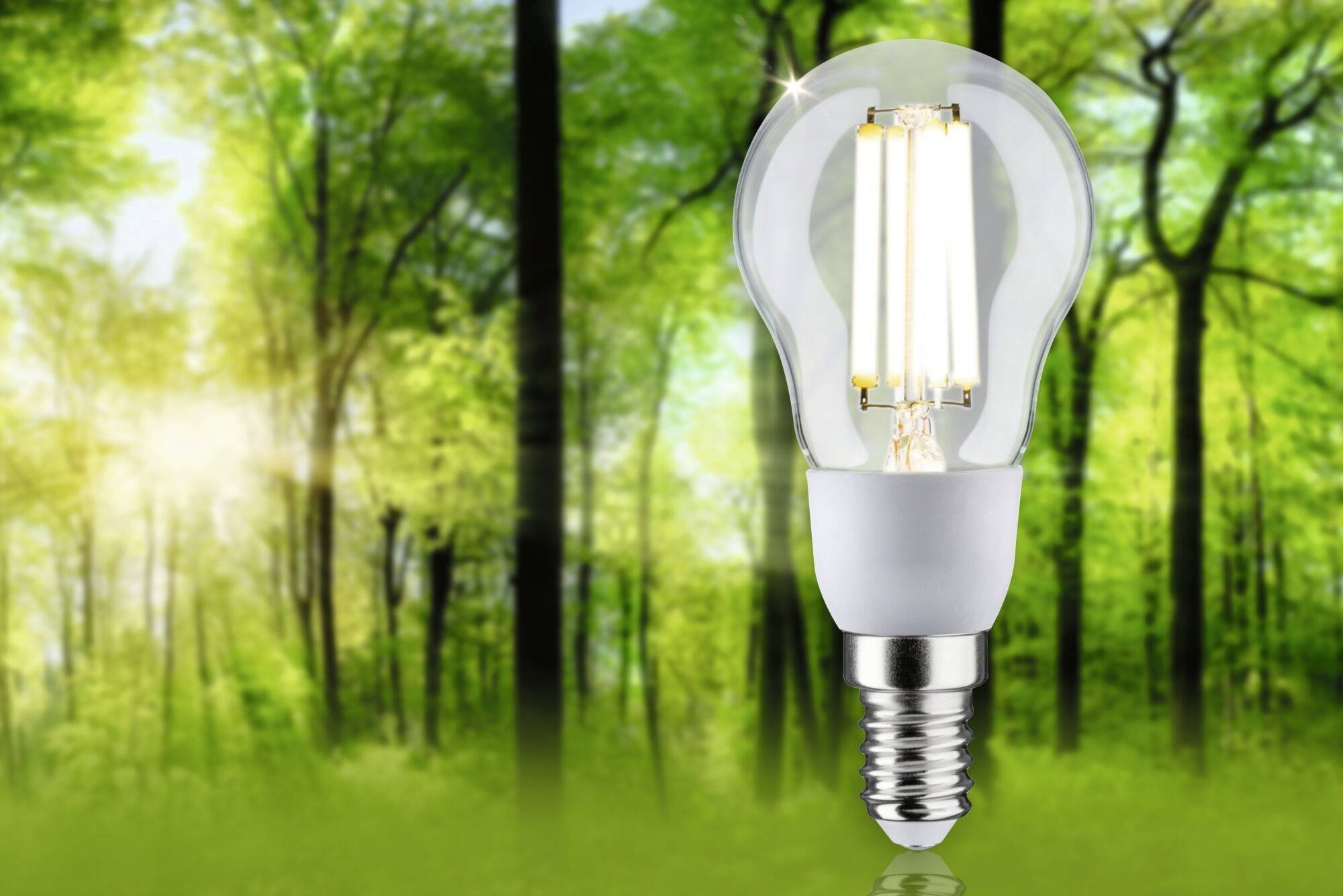 Eine Glühbirne schwebt in einem Wald. Symbolisiert nachhaltige Energie und Umweltfreundlichkeit.