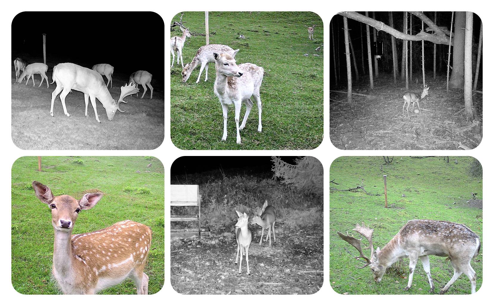 DÖRR SnapShot Cloud Pro 4G WA Wildkamera 24 Megapixel 4G Bildübertragung, Black LEDs, Tonaufzeichnung, Zeitrafferfunktion Camouflage, Olivgrün