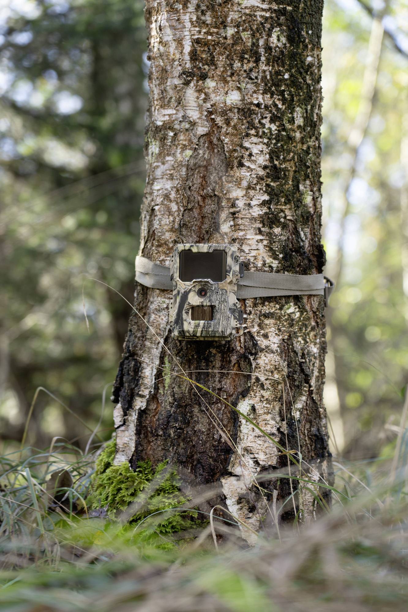 DÖRR SnapShot Mini 5.0 Pro Wildkamera 5 Megapixel Black LEDs, Tonaufzeichnung, Zeitrafferfunktion Camouflage