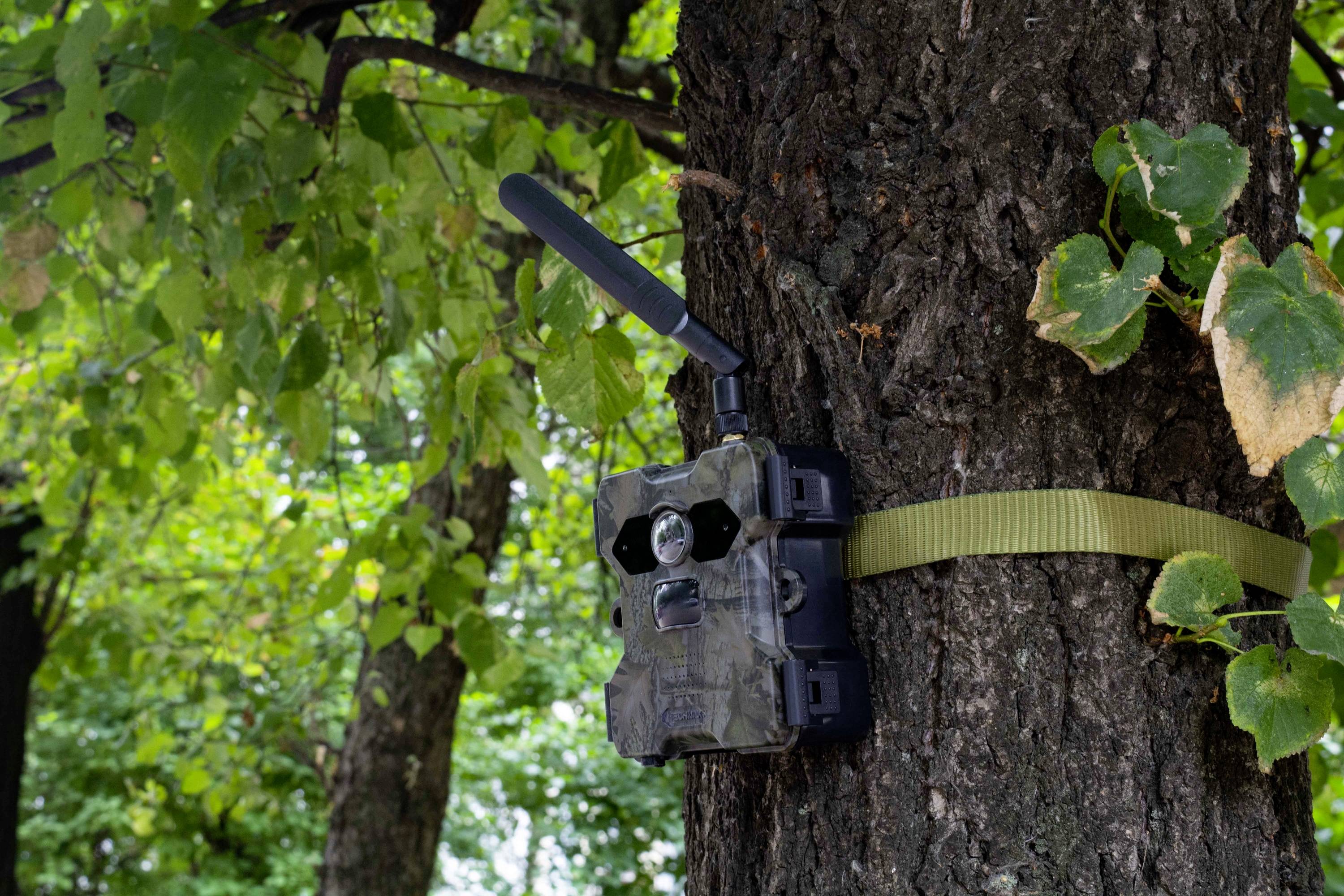 Überwachungskamera im Wald an einem Baum befestigt, umgeben von grünem Laub, mit Antenne und Tarnmuster.