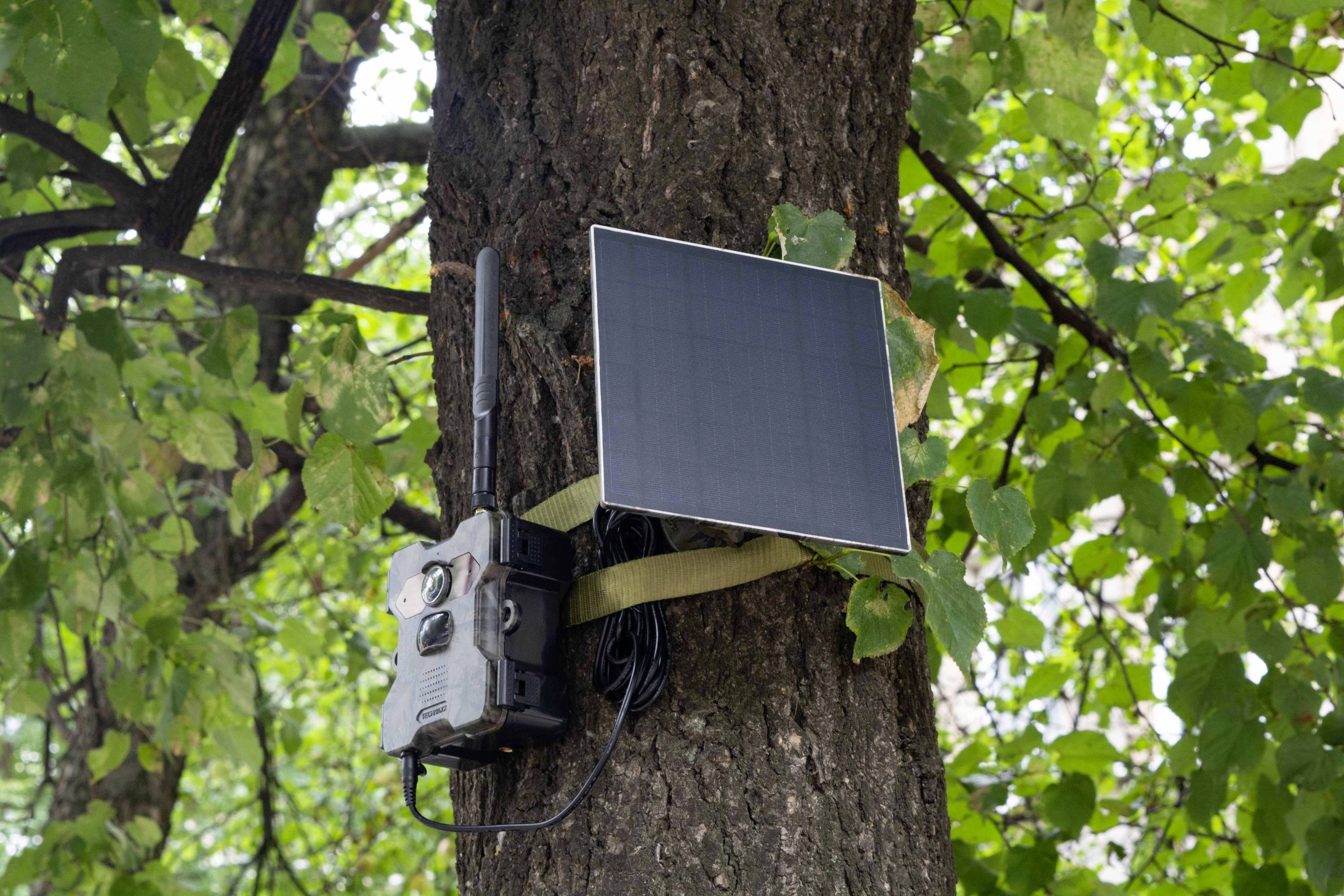 Überwachungskamera mit Solarpanel an einem Baum befestigt, umgeben von grünen Blättern, für Waldüberwachung oder Forschung.