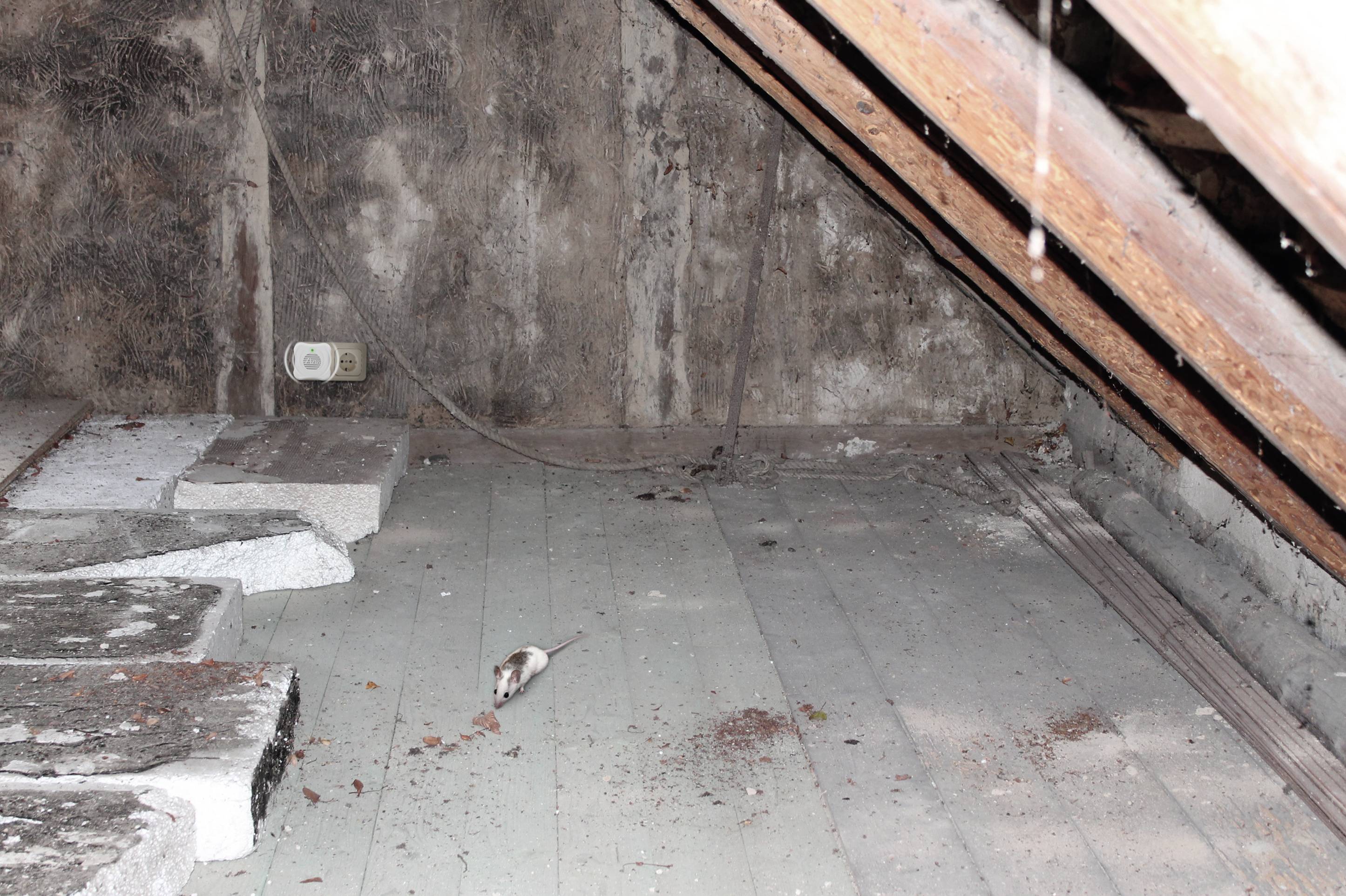 Gardigo 66986DEFR Nagetier Abwehr Funktionsart Ultraschall Wirkungsbereich 25 m² 1 St.