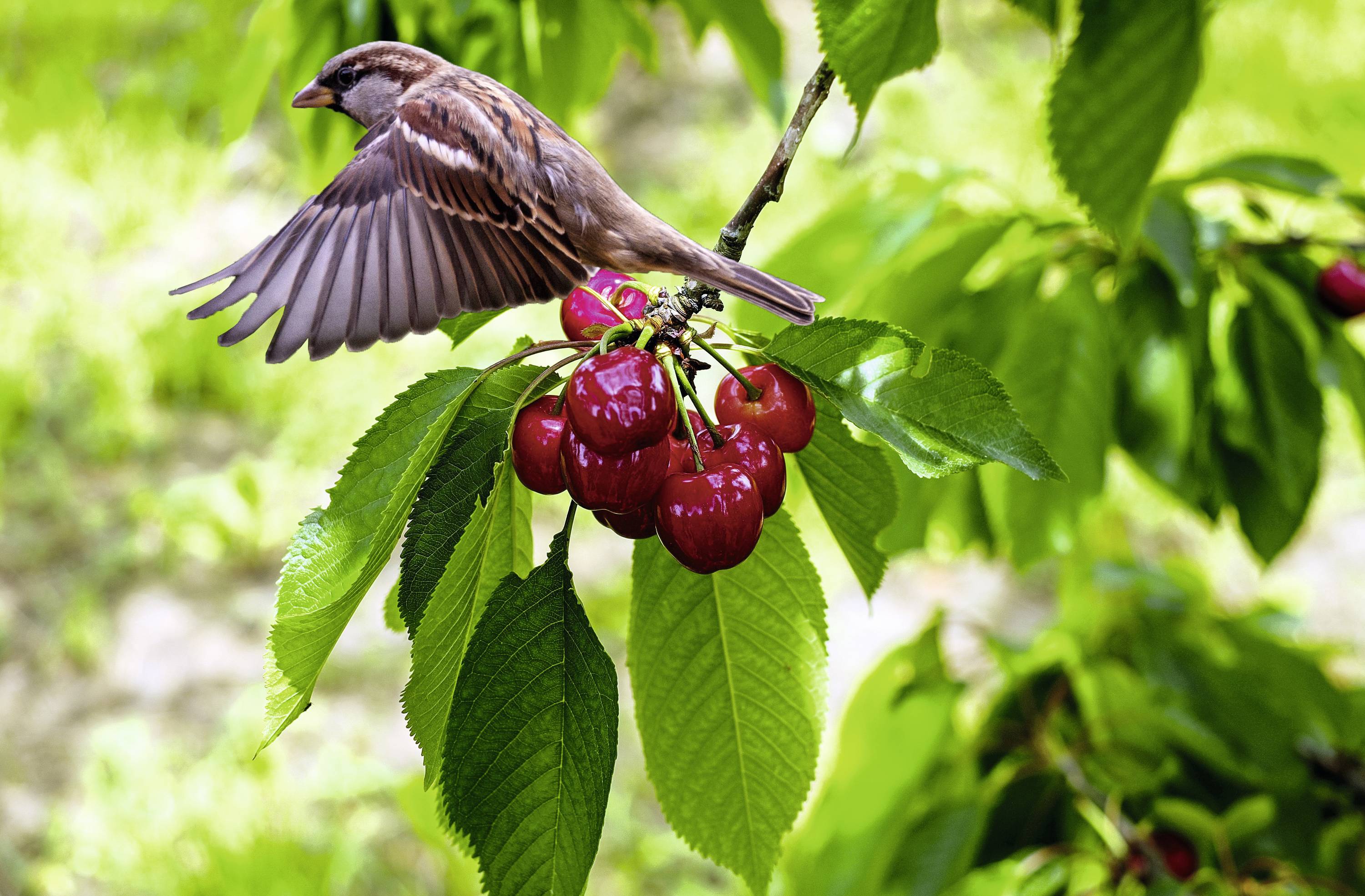 Ein Spatz fliegt über einem Ast mit reifen, roten Kirschen im grünen Laub im Freien.