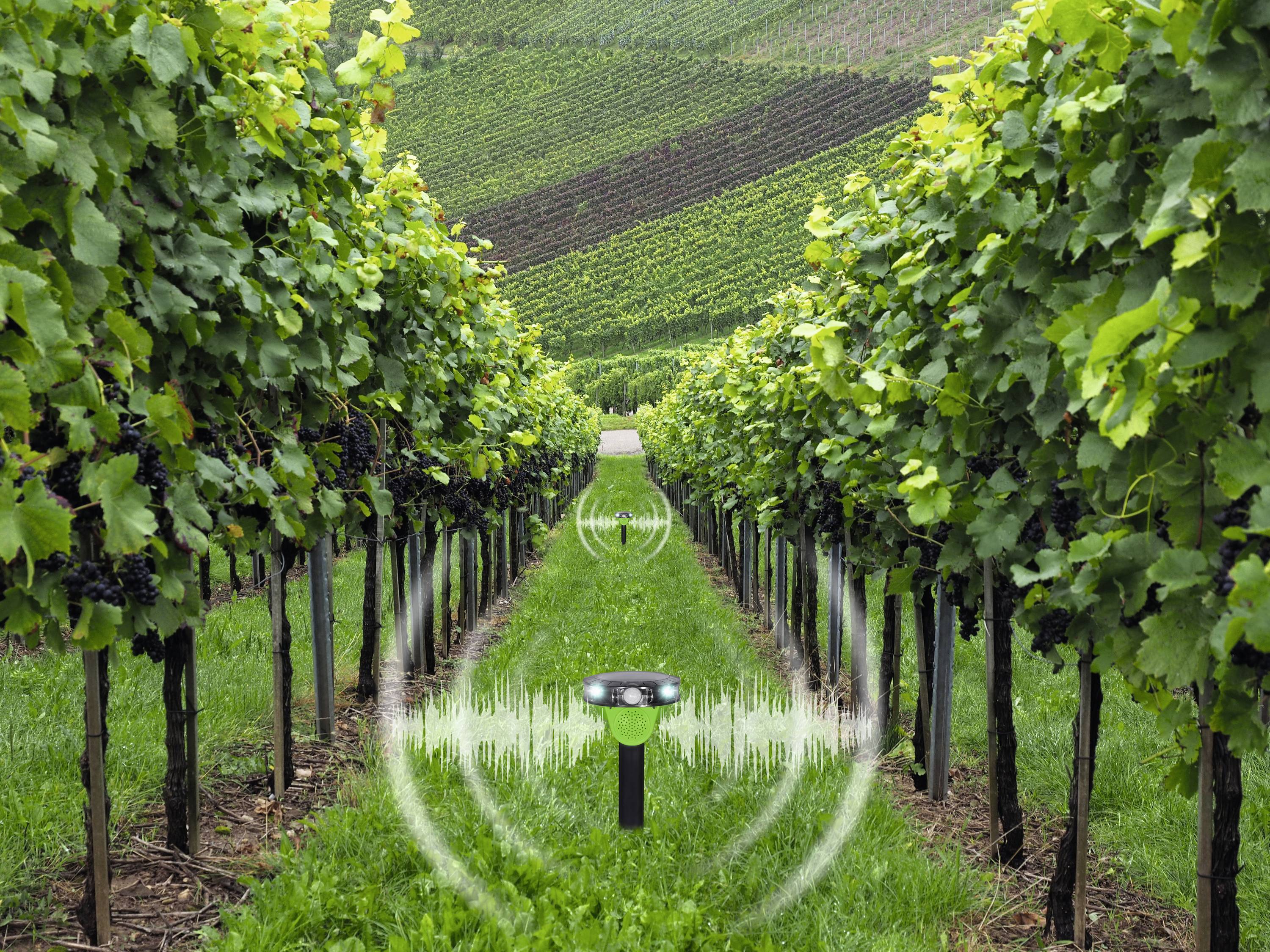 Weinberg mit Reihen von Rebstöcken. In der Mitte ein Sensor, der Daten über die Pflanzen erfasst. Hügelige Landschaft im Hintergrund.