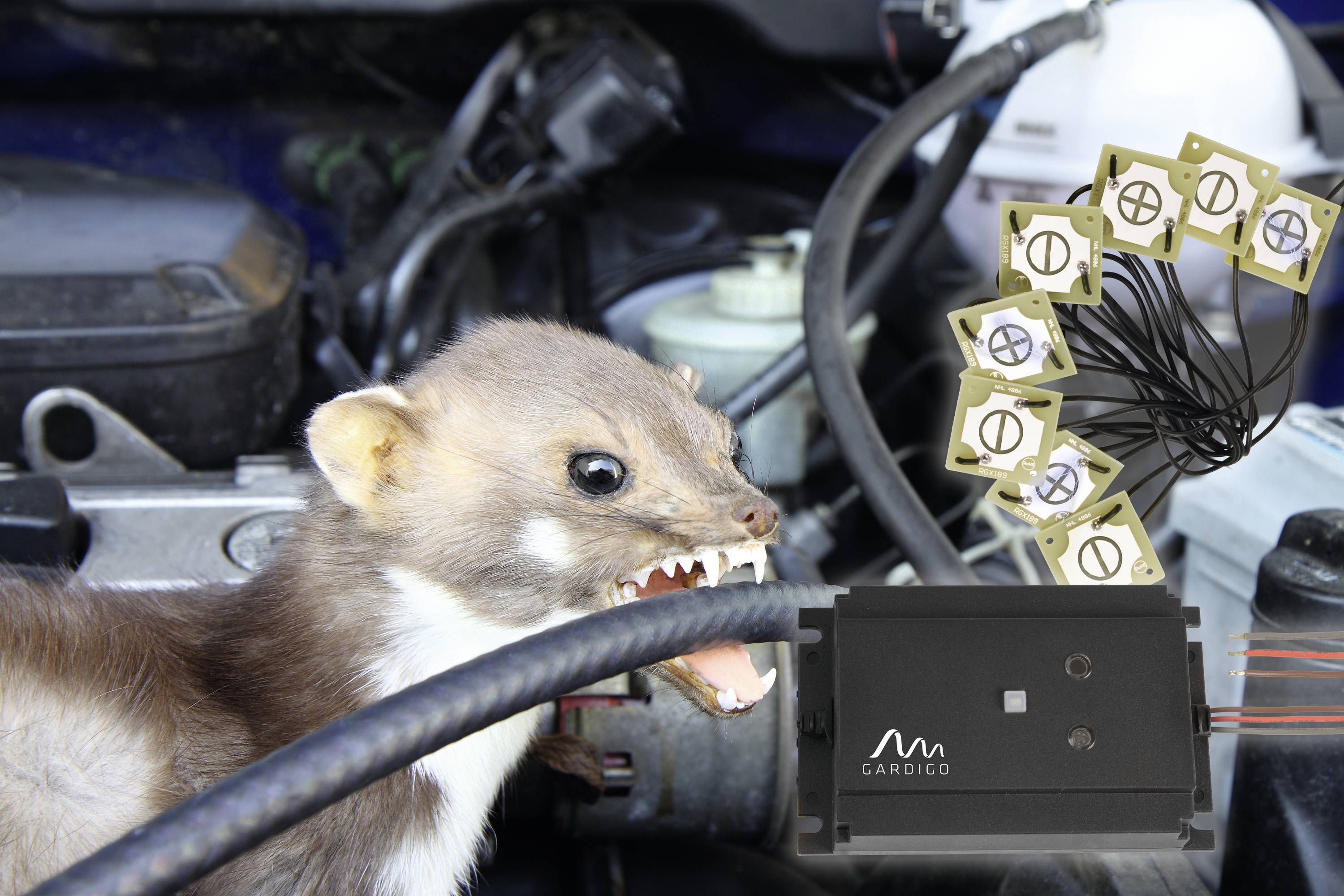 Ein Marder steht mit geöffnetem Maul und scharfen Zähnen vor Autoteilen, neben einem elektronischen Gerät mit mehreren kleinen Sensoren.