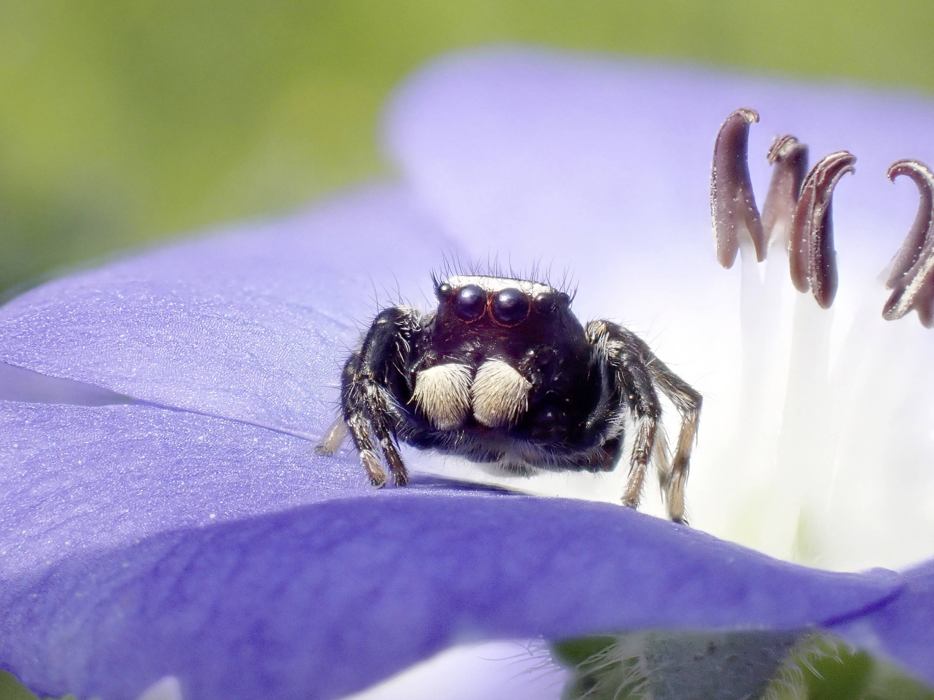 Eine kleine Spinne sitzt auf einer blauen Blume. Die Spinne schaut in die Kamera, umgeben von zarten Blütenblättern.