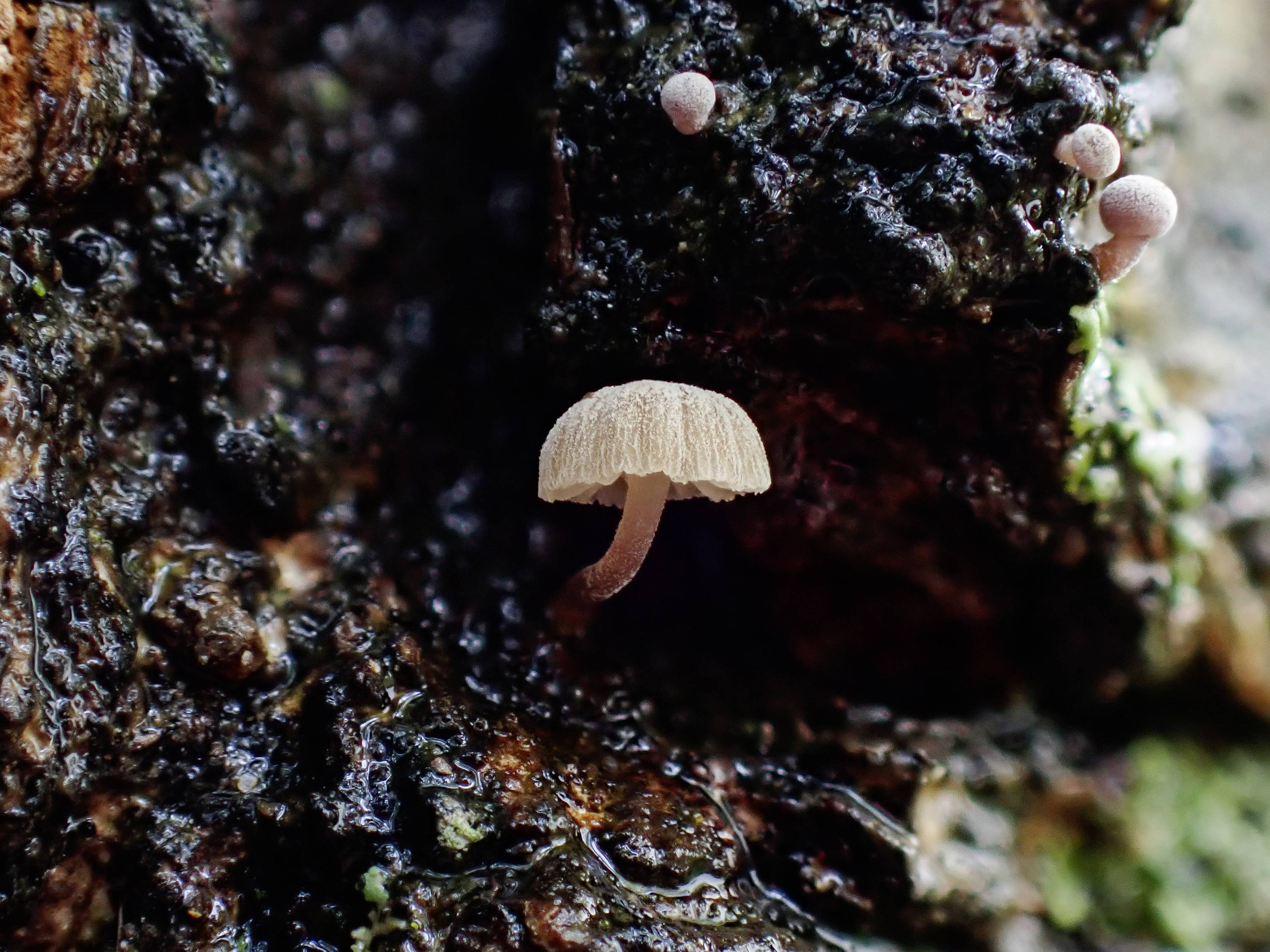 Ein kleiner Pilz mit hellbraunem Hut wächst auf feuchtem, dunklem Holz. Im Hintergrund sind zwei kleine knospende Pilze zu sehen.