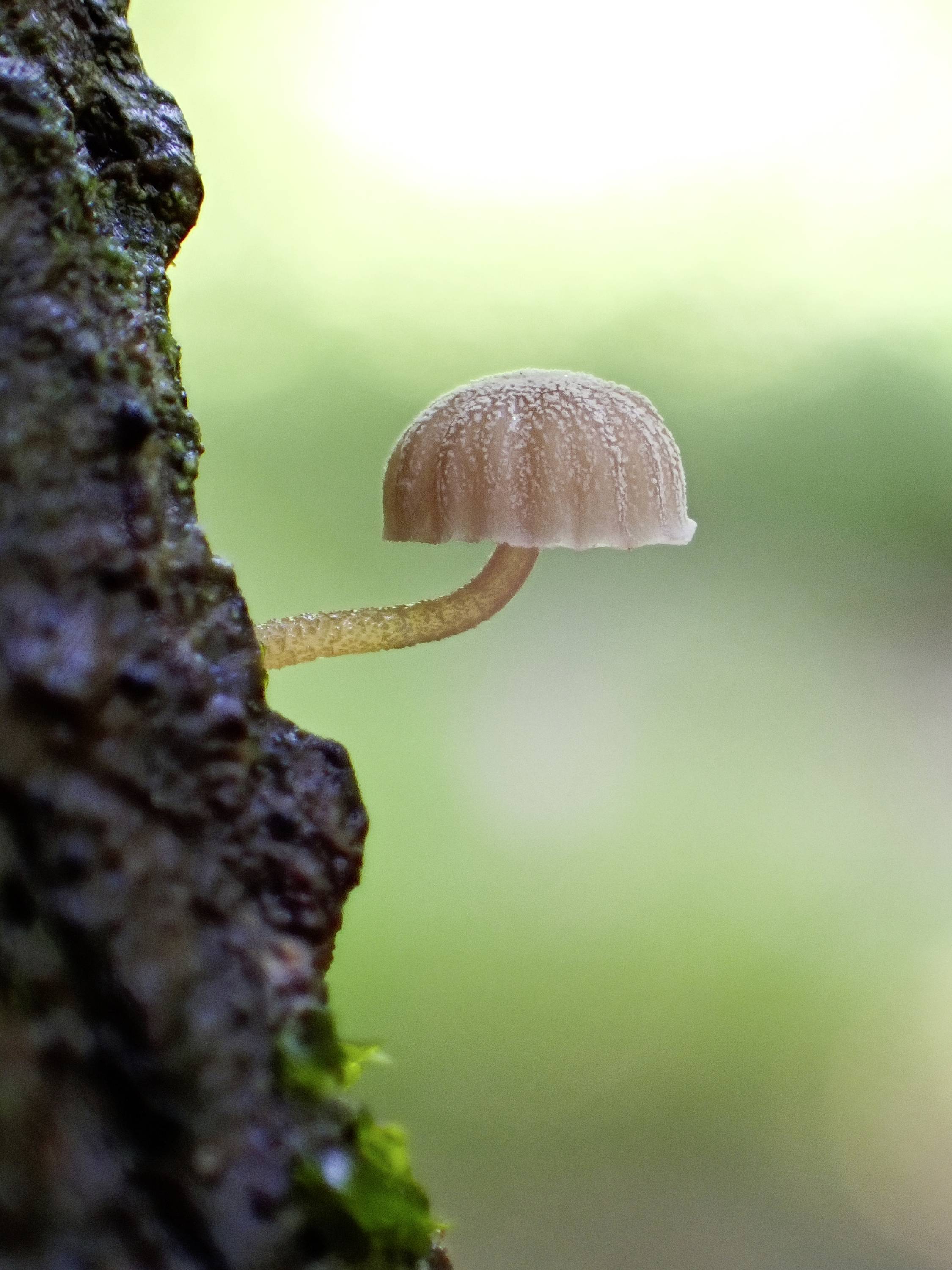 Ein kleiner Pilz wächst aus der Rinde eines Baumes, im sanften Sonnenlicht, vor einem verschwommenen, grünen Hintergrund.