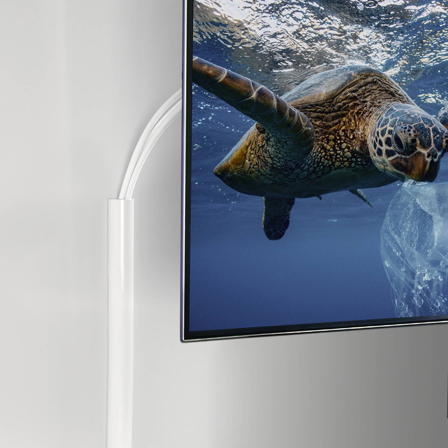 Auf einem Bildschirm ist eine tauchende Meeresschildkröte im Wasser zu sehen.