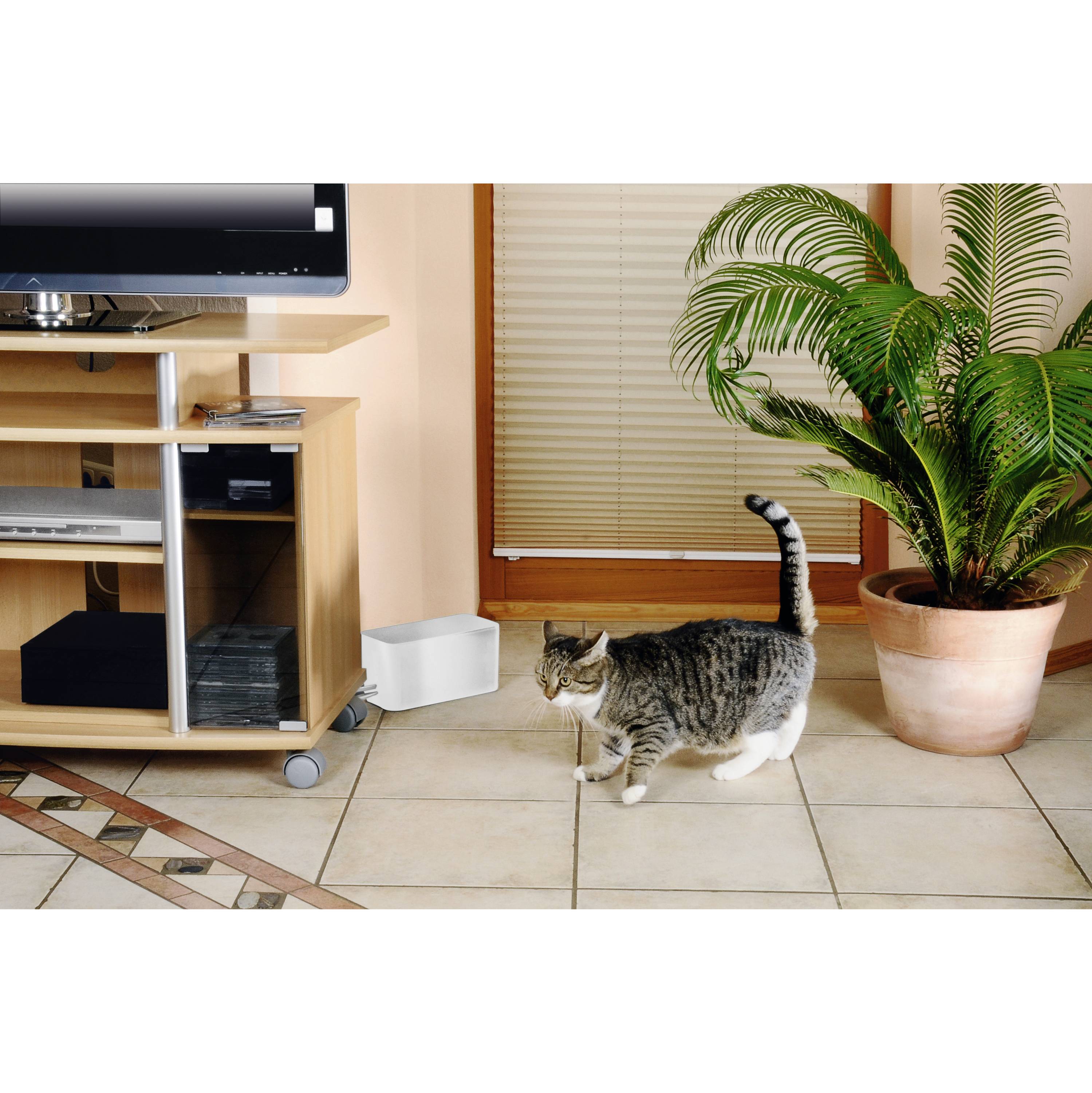 Eine Katze geht auf einem hellen Fliesenboden vorbei, neben einem Fernsehschrank und einer großen Topfpflanze.