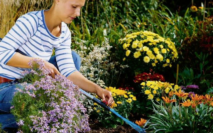 Eine Person beim Gärtnern, umgeben von bunten Blumen, darunter Gänseblümchen und Chrysanthemen. Sie nutzt ein Werkzeug, um den Boden zu bearbeiten.