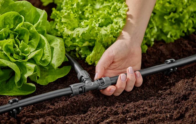 Eine Hand justiert ein Tropfbewässerungssystem in einem Gemüsegarten mit üppigem Salat und hebt damit die effiziente Wasserkonservierung in der Landwirtschaft hervor.