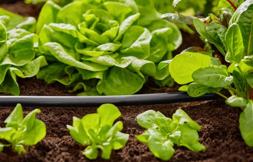 GARDENA Micro-Drip System Verlegerohr 13 mm (1/2") Ø Schlauchlänge: 50 m 01347-20