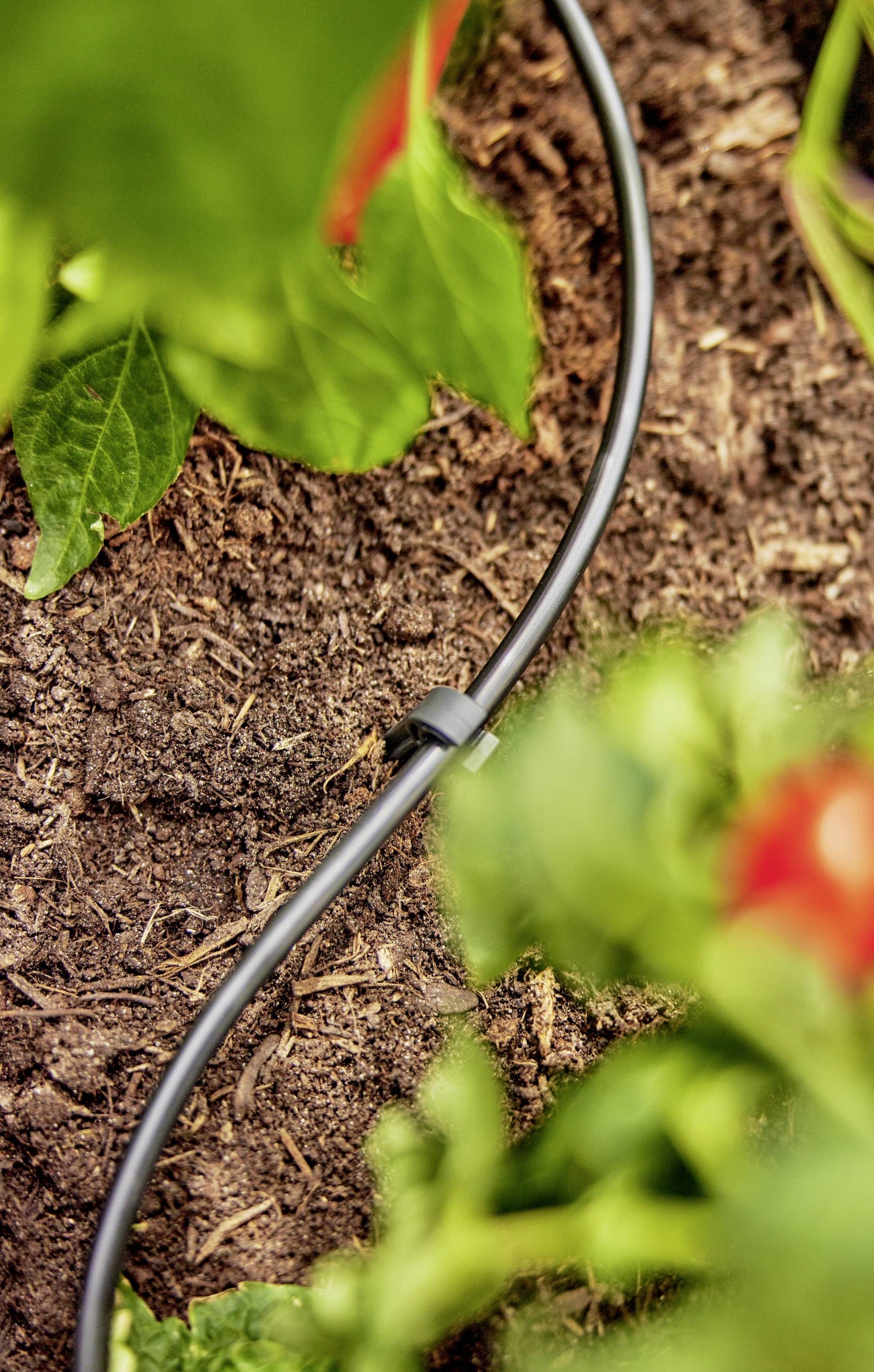Ein schwarzer Tropfbewässerungsschlauch bewässert den Boden um grüne Pflanzen in einem Garten und versorgt das umliegende Gebiet effizient mit Feuchtigkeit.