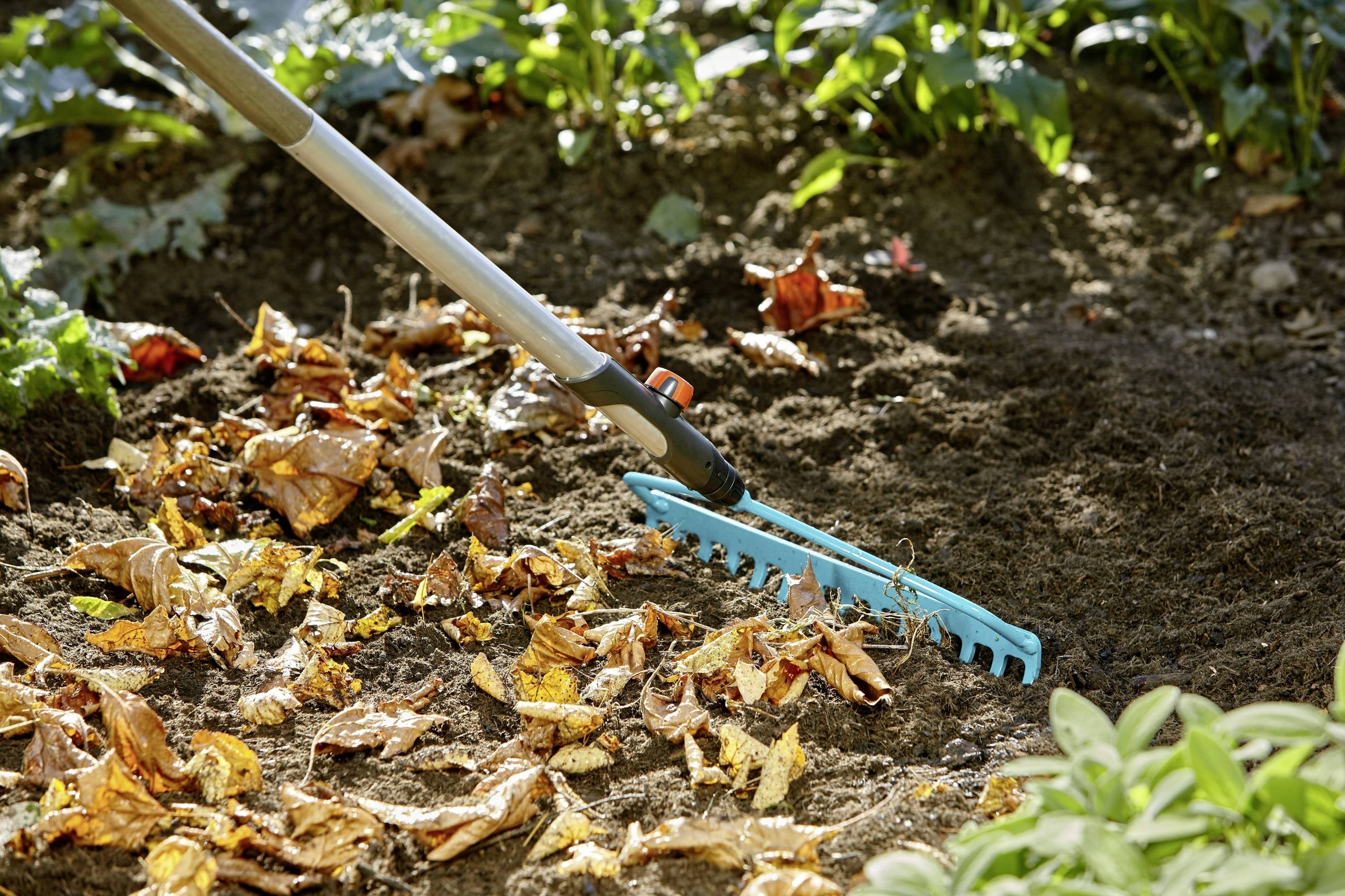Eine Harke wird verwendet, um im Gartenbeet herabgefallene Herbstblätter zu sammeln und den Boden für die Bepflanzung vorzubereiten.