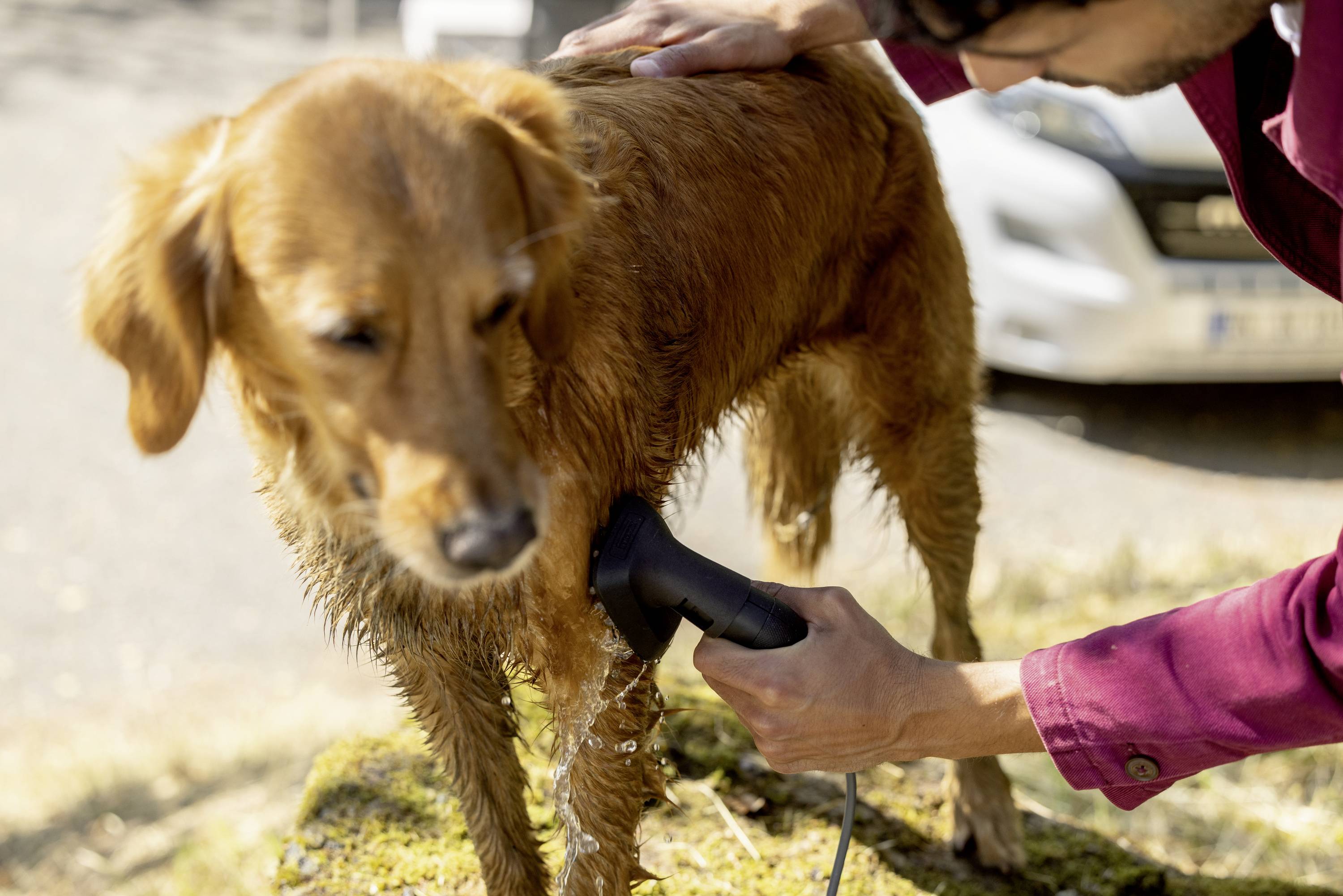 Ein nasser Hund wird von einer Person mit einem Handtuch trocken gerubbelt. Im Hintergrund ist ein Auto unscharf zu erkennen.