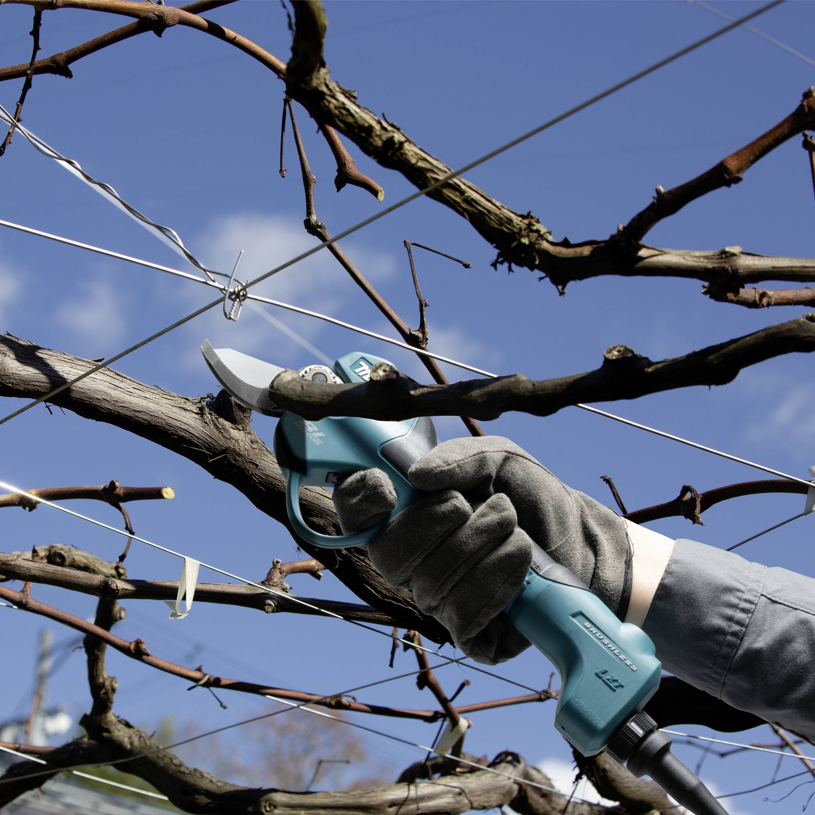 Eine Person schneidet mit einer elektrischen Astschere Äste eines Weinrebstocks bei blauem Himmel.