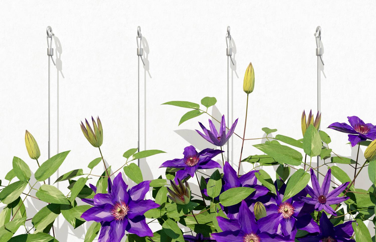 Lila Clematis-Blüten vor einer weißen Wand, mit Kletterdrähten zur Unterstützung. Die Pflanze ist üppig und voller Knospen.