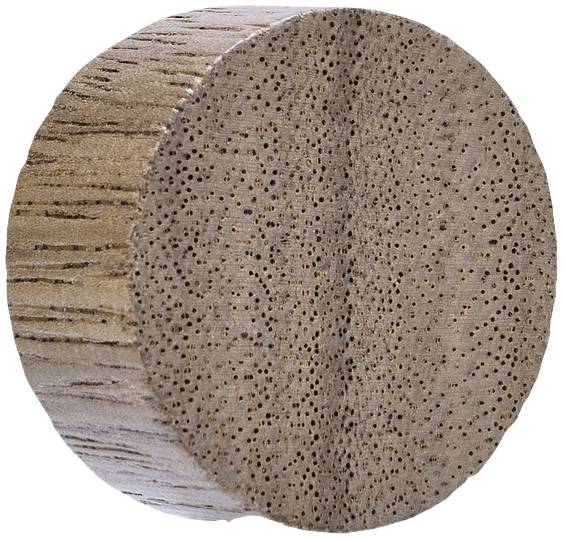 Nahaufnahme eines geschnittenen Baumstamms mit sichtbaren Jahresringen und Poren, die die Holzstruktur detailliert zeigen.