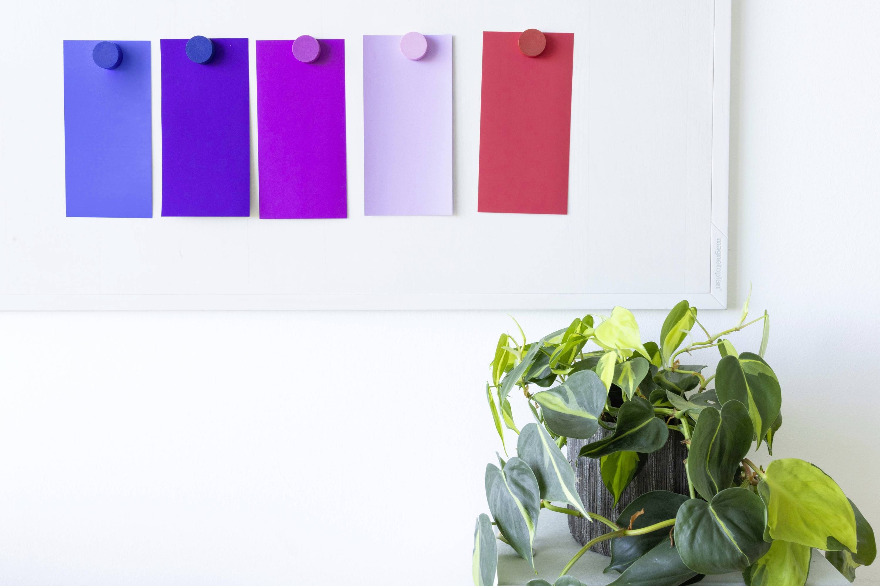 Vier farbige Zettel (blau, violett, rosa, rot) sind an einer weißen Tafel befestigt. Im Vordergrund steht eine Pflanze.