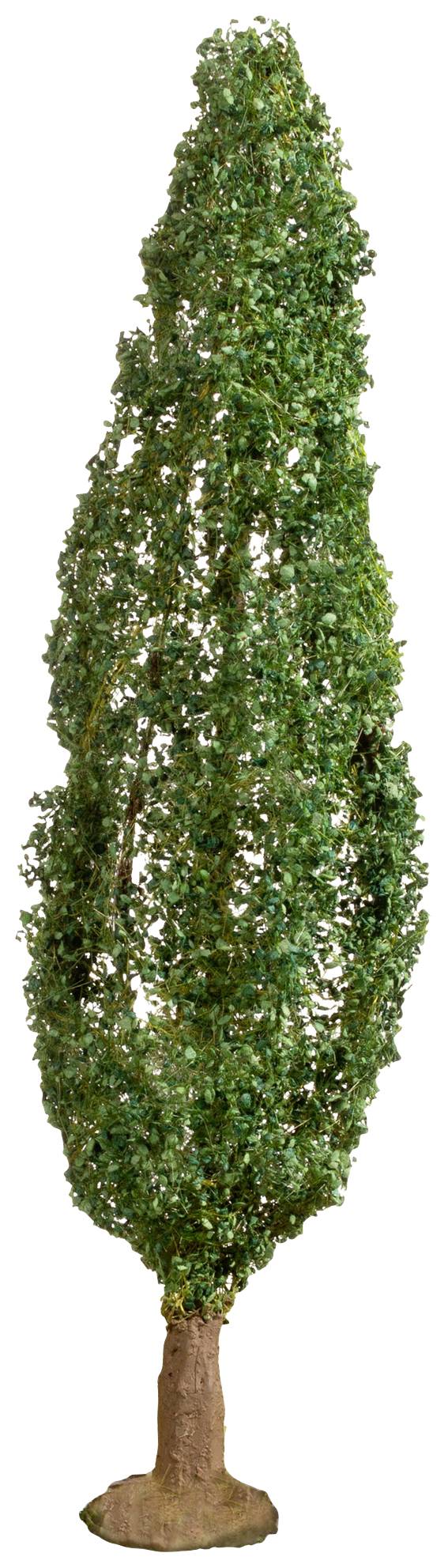 Ein hoher, schmaler Baum mit dichter, grüner Belaubung und braunem Stamm.