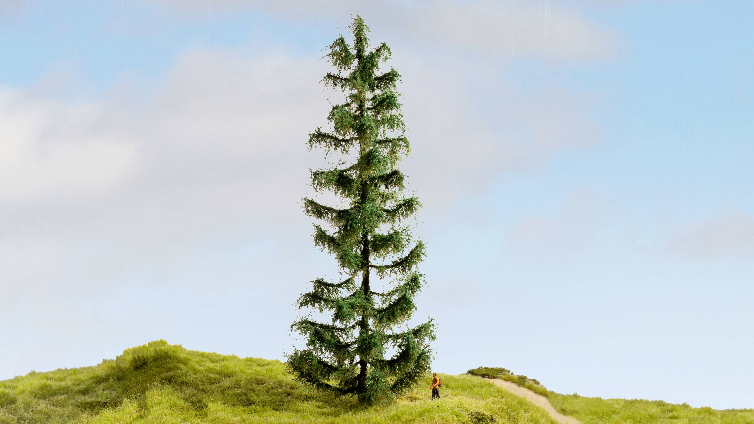 Eine große, einzelne Tanne steht auf einem grünen Hügel unter blauem Himmel. Eine kleine Person befindet sich rechts neben dem Baum.