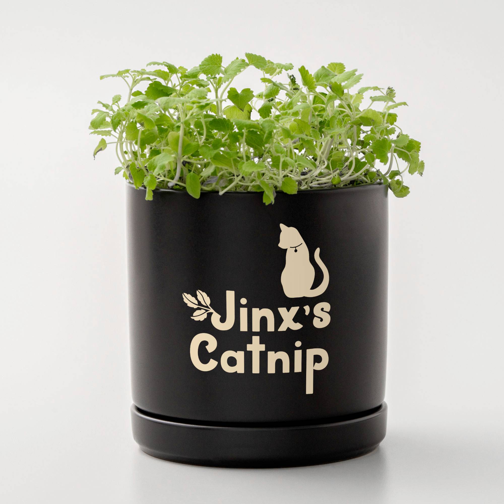 Cricut Smart Vinyl Removable Joy Xtra Folien-Set Schnittbreite 30.5cm Schwarz, Gold, Silber