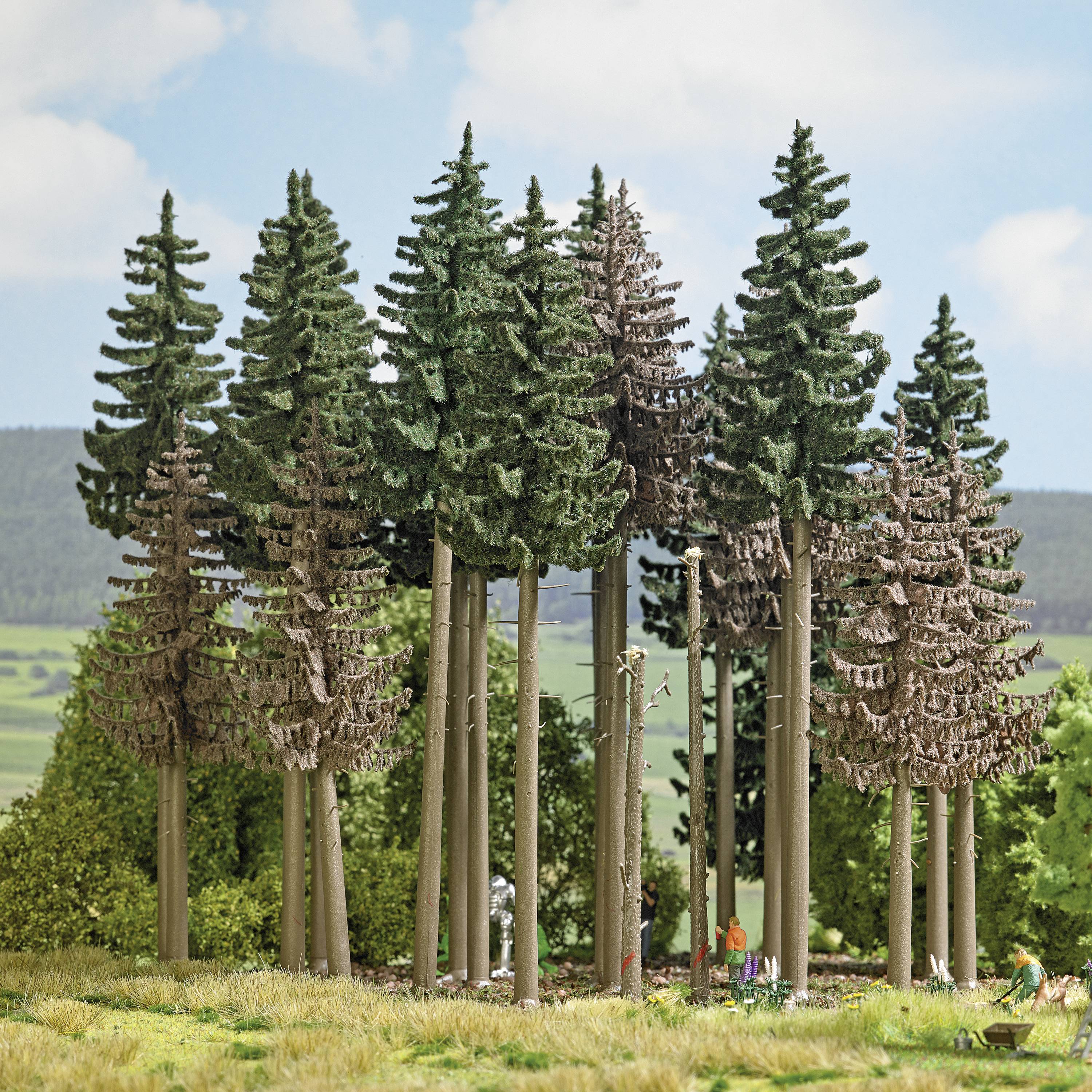 Eine Gruppe hoher, dichter Tannen in einer grünen Landschaft. Menschen sind zwischen den Bäumen sichtbar, was auf eine Waldspaziergangsszene hindeutet.