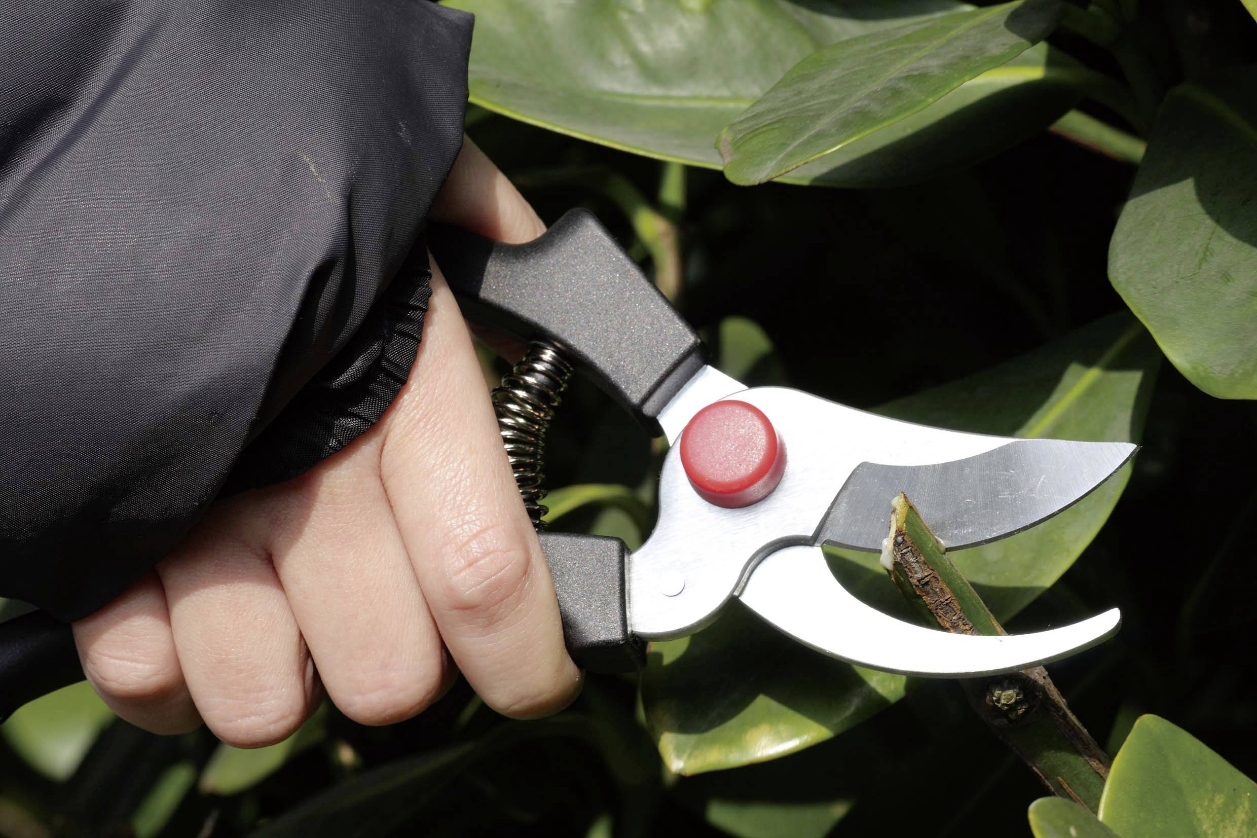 TOOLCRAFT TO-9616530 Gartenschere 205mm Bypass