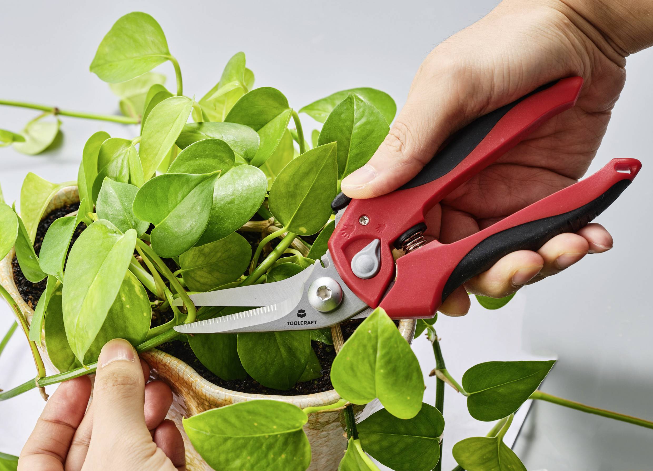 Eine Person schneidet mit einer roten Gartenschere die Blätter einer grünen Pflanze in einem kleinen Topf.