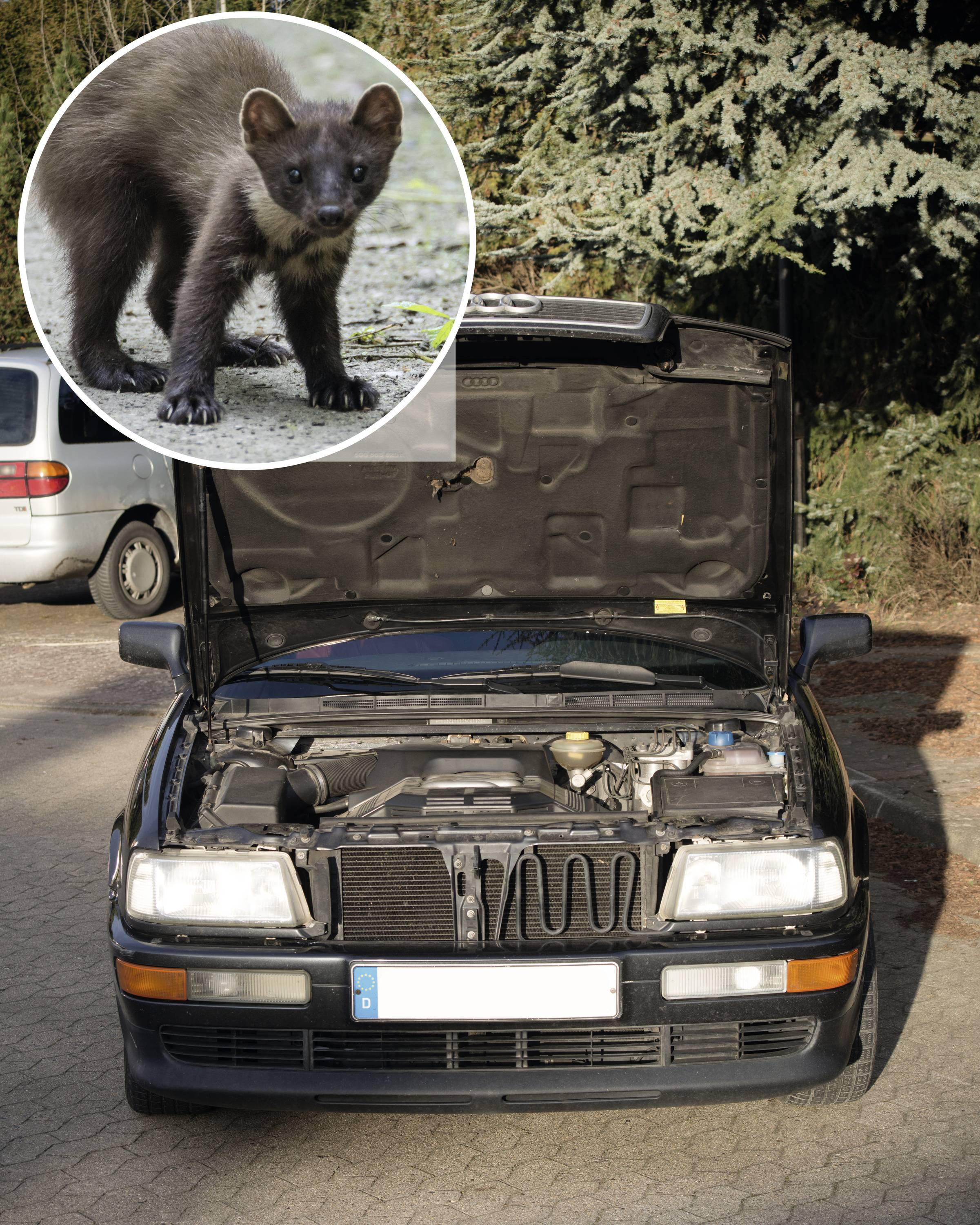 Gardigo Marderabwehr Funktionsart Ultraschall, Multifrequenz Wirkungsbereich 50m² 1St.