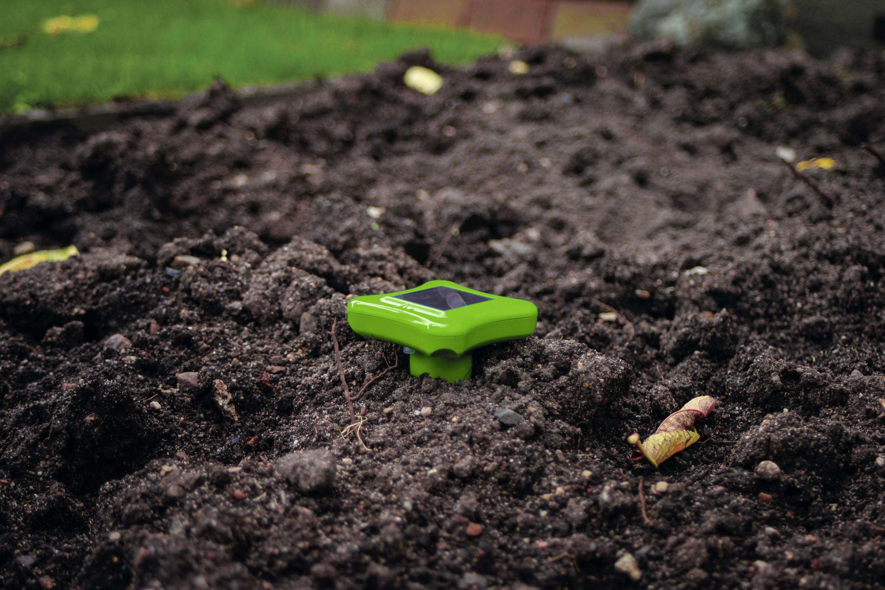 Ein grüner Bodenfeuchtigkeitssensor im Erdreich zeigt Umgebungsfeuchtigkeit an; umgeben von Erde und Laub im Freien.