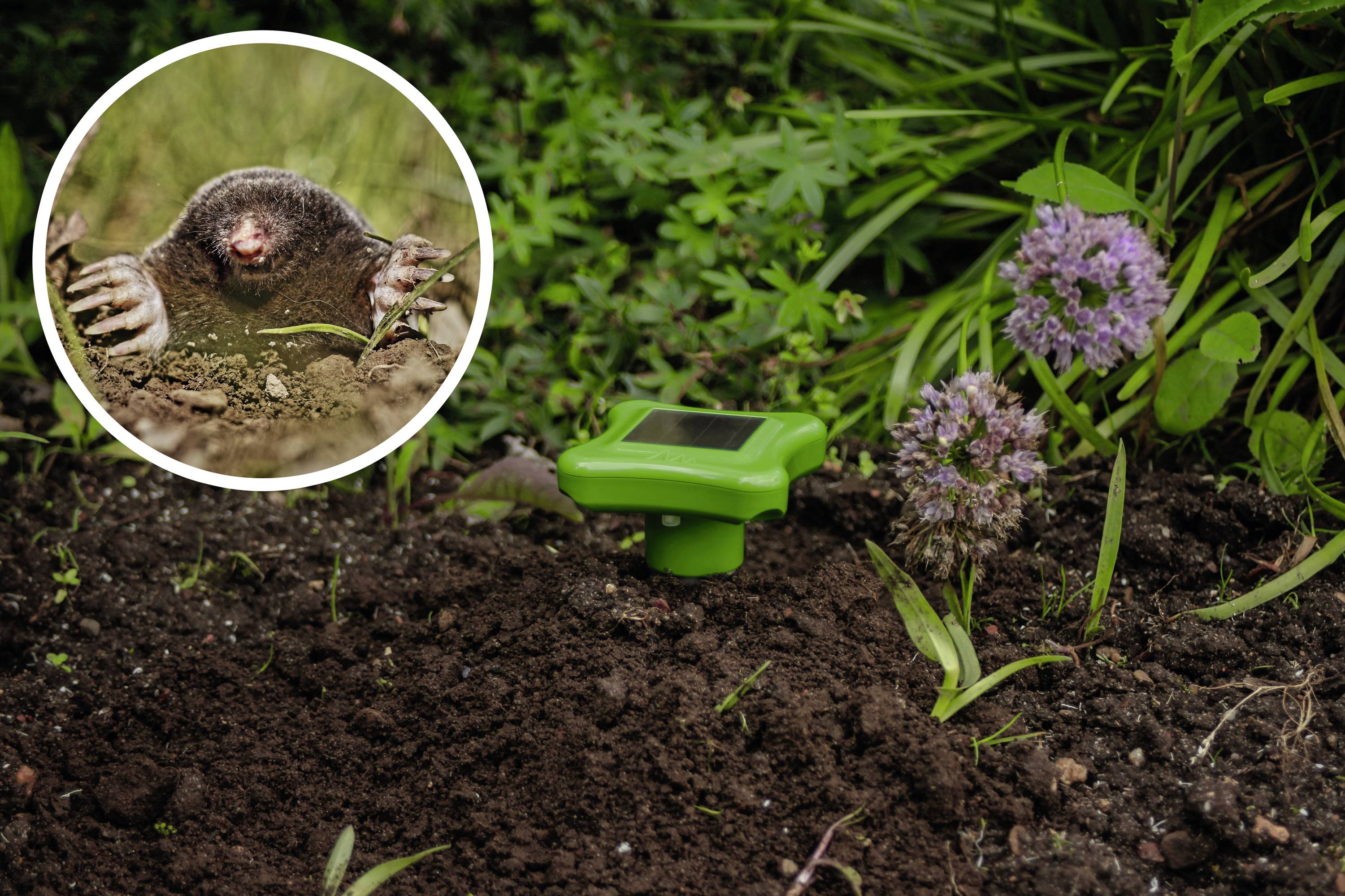 Maulwurf im Garten, neben einem Solargerät zur Abschreckung, umgeben von Erde und Pflanzen.