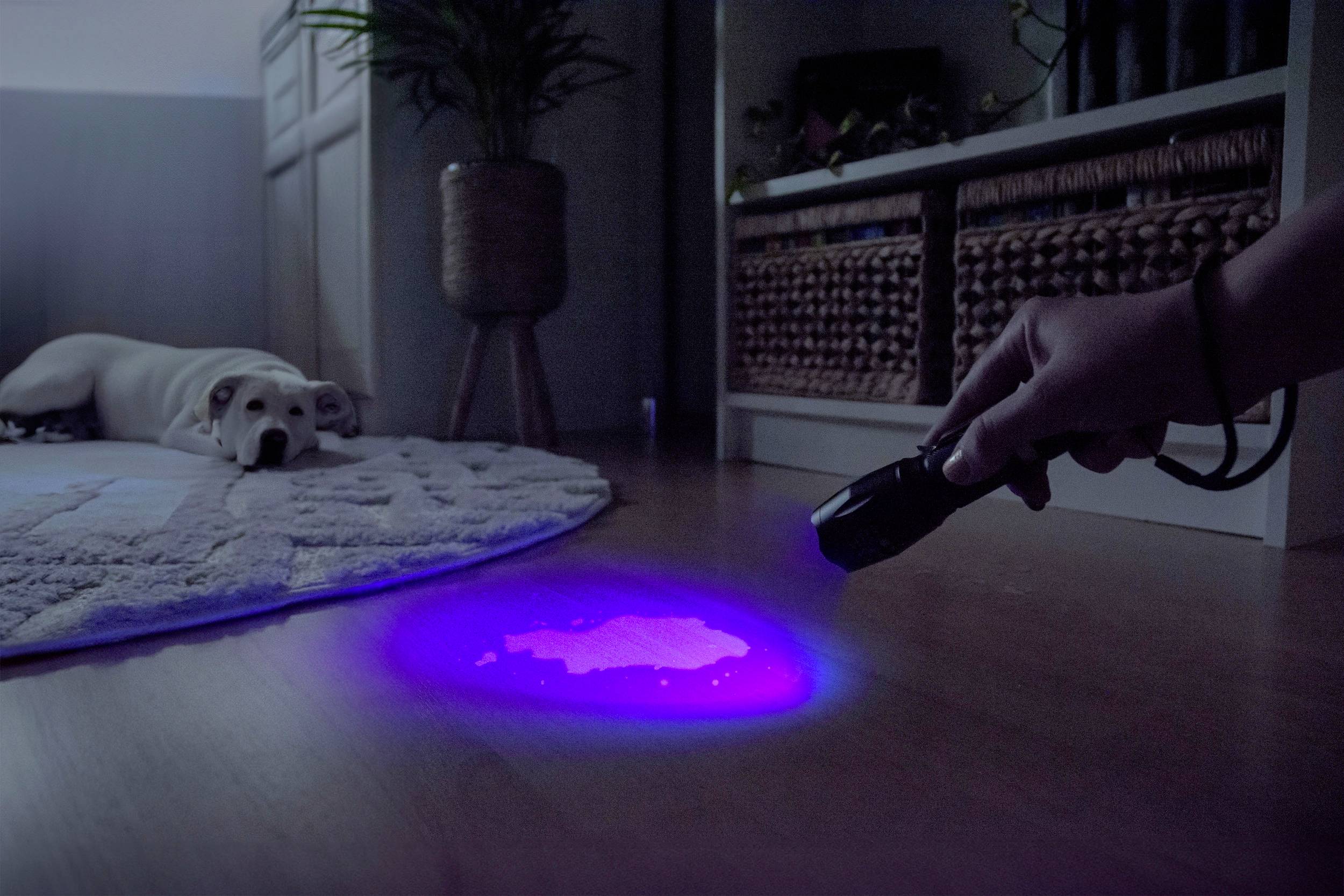 Eine Person verwendet eine UV-Taschenlampe, um einen Fleck auf dem Boden sichtbar zu machen, während ein Hund daneben auf einem Teppich liegt.