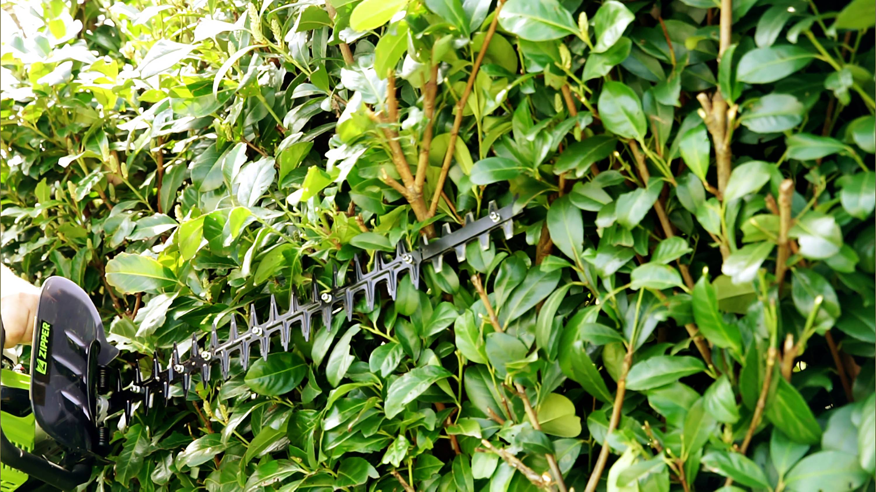 Person schneidet Hecke mit elektrischer Heckenschere, grüne Blätter werden getrimmt. Fokus auf Schneidwerkzeug und Pflanze.
