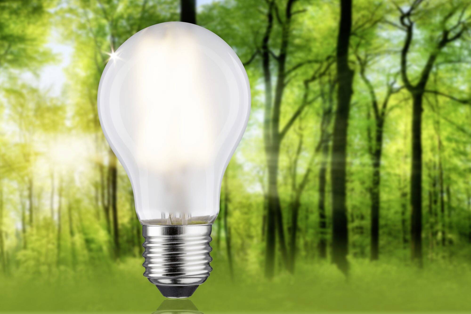 Eine leuchtende Glühbirne steht im Vordergrund eines Waldes, symbolisiert nachhaltige Energie in natürlicher Umgebung.