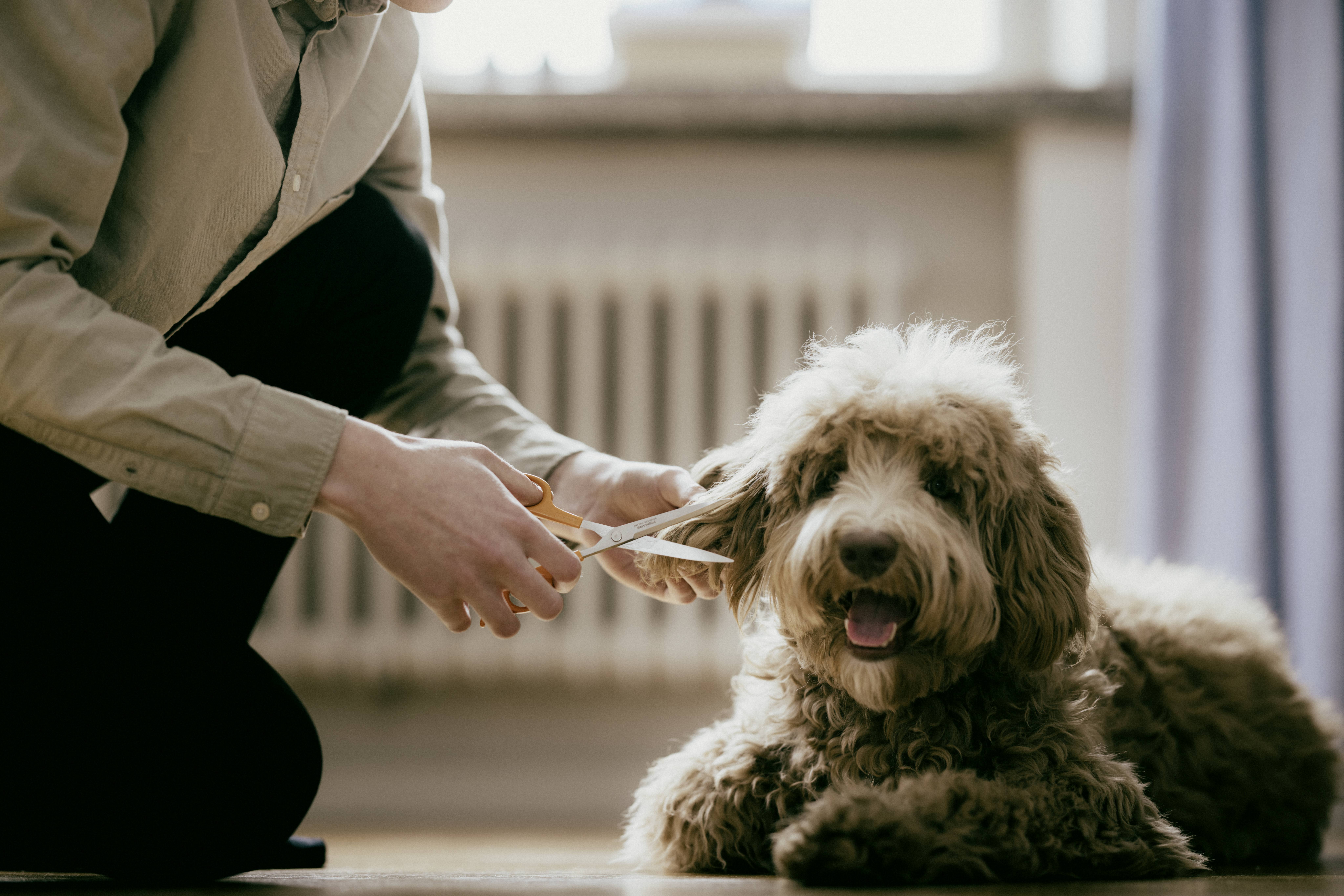 Eine Person schneidet einem entspannten, flauschigen Hund die Haare in einem häuslichen Umfeld. Der Hund blickt zufrieden.