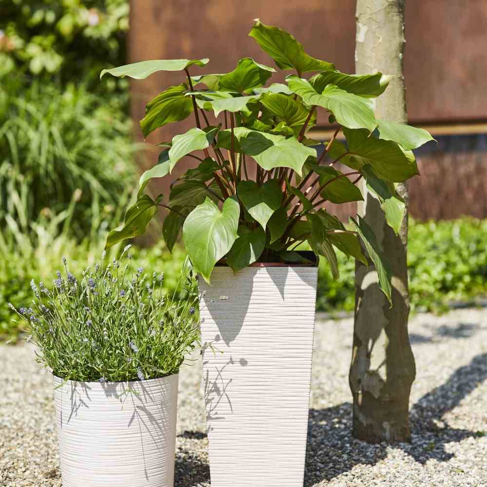 Siena Garden LOCON GROOVE 843_05Pflanzgefäß Polypropylen Creme