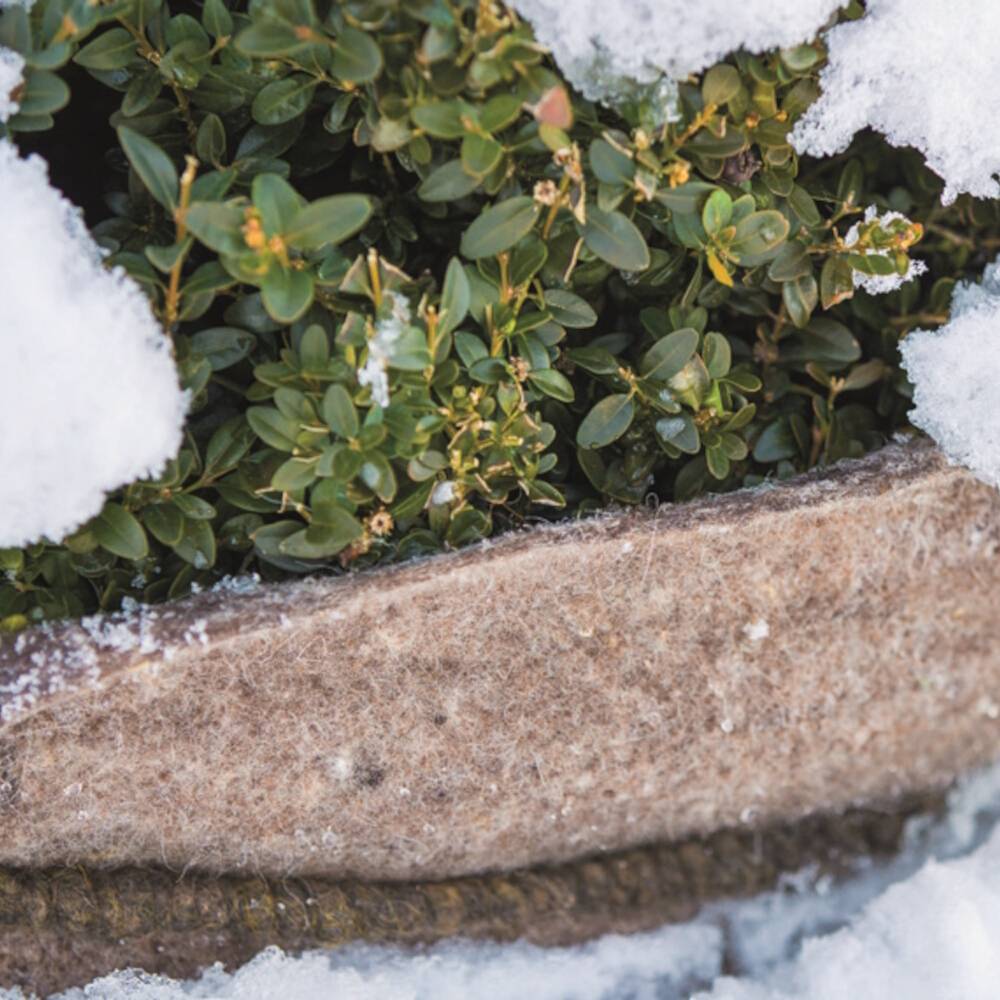 Ein Pflanzgefäß mit winterharten Sträuchern, teilweise mit Schnee bedeckt, steht im Freien.