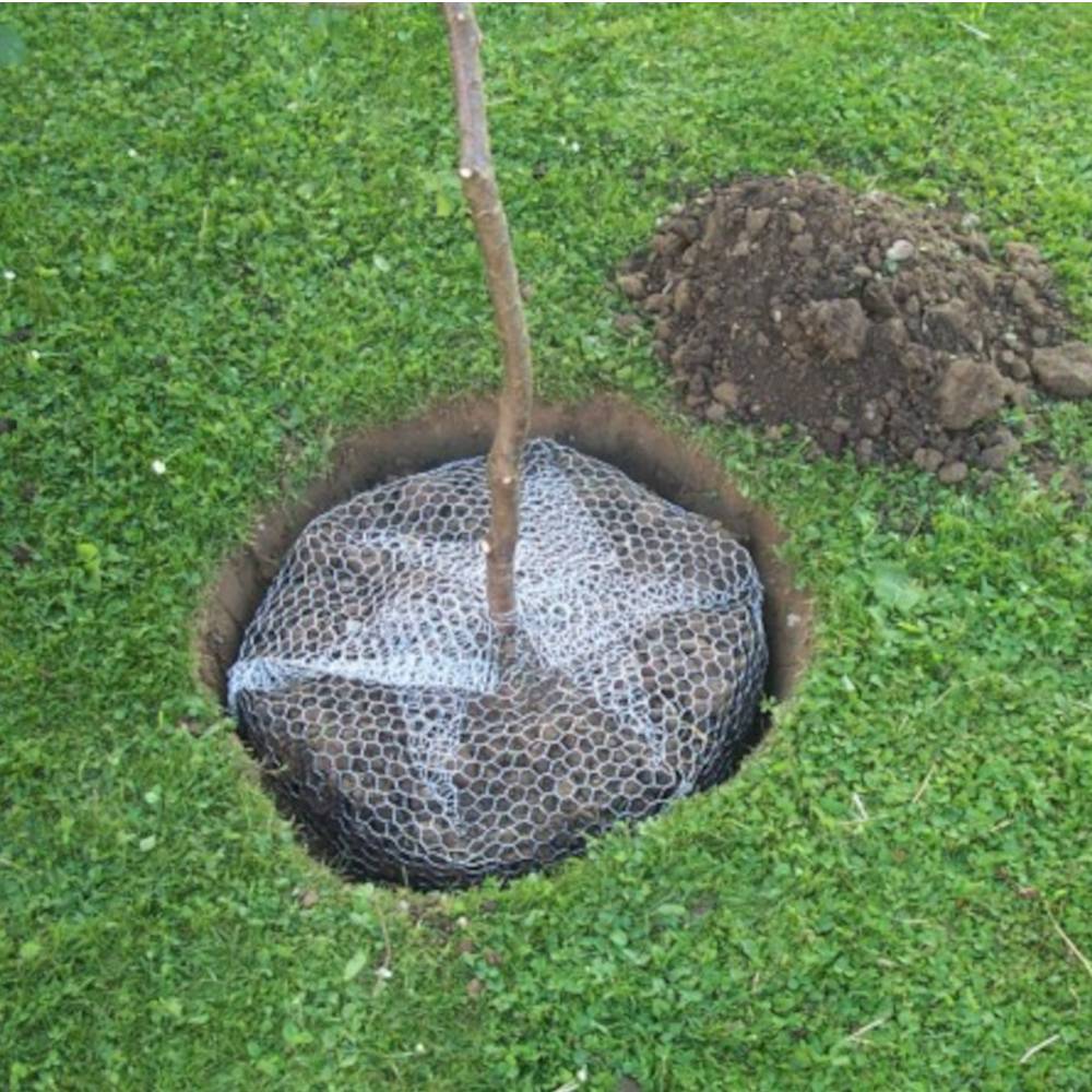 Ein kleiner Baum wird in einem Erdloch gepflanzt, das mit Drahtgeflecht ausgekleidet ist. Erdklumpen liegen auf dem Gras daneben.
